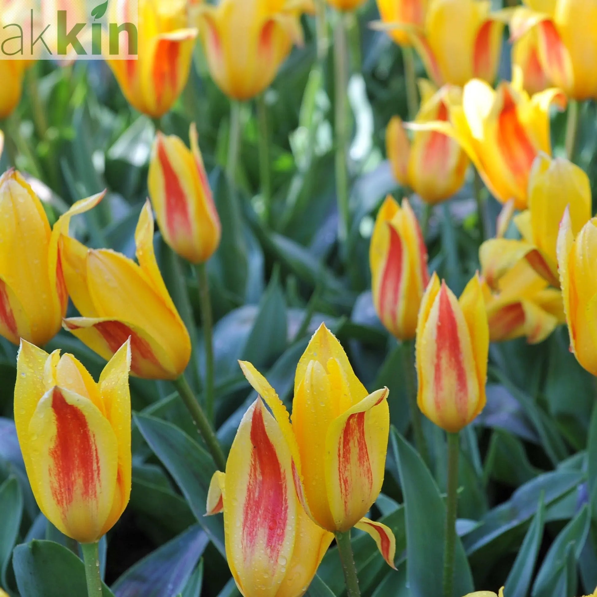 Tulip 'Giuseppe Verdi' (6 Bulbs) One Click Plants