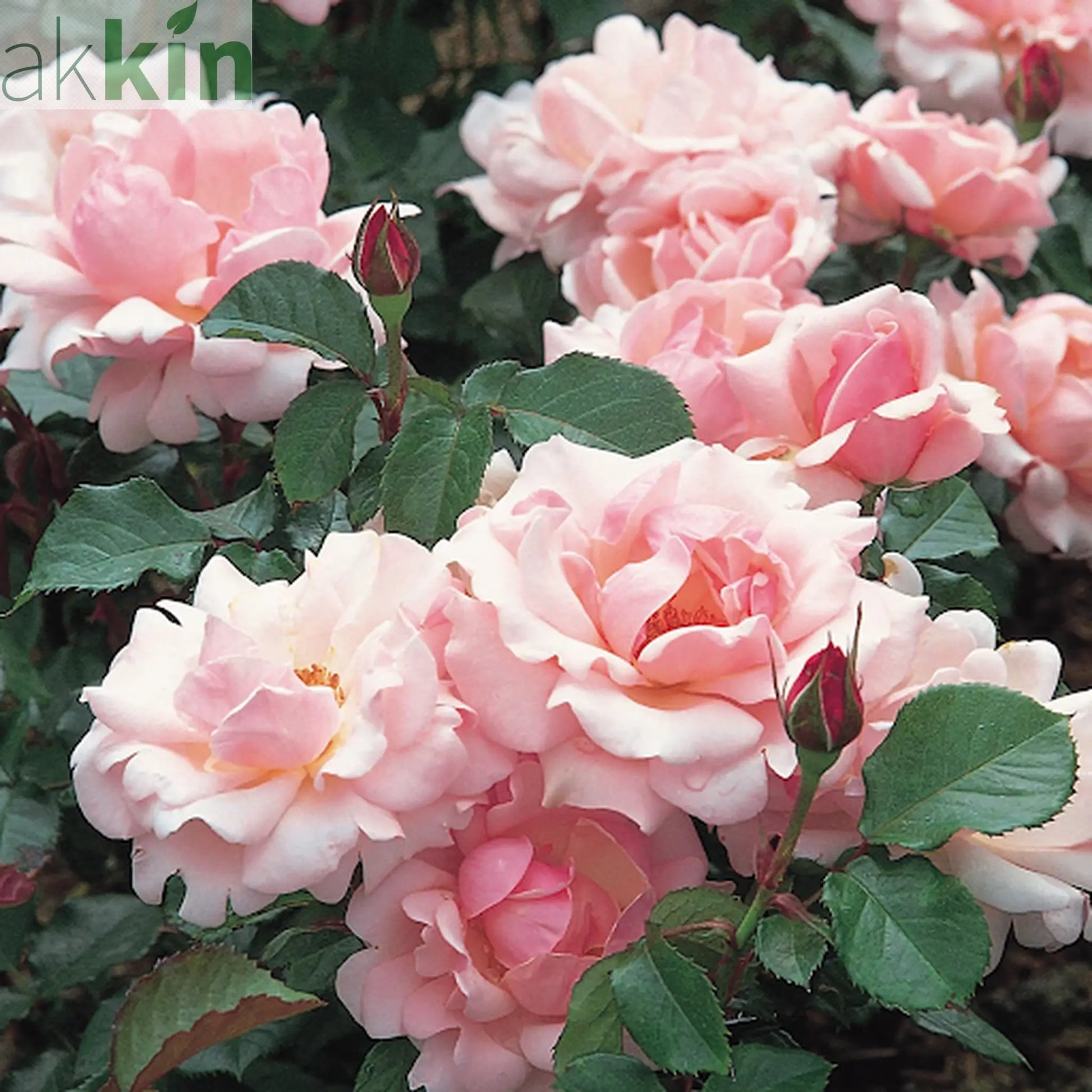 Valentine Heart Floribunda Rose 4L (PRE ORDER DECEMBER '25) One Click Plants