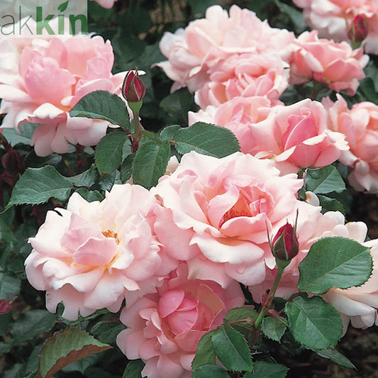 Valentine Heart Floribunda Rose 4L (PRE ORDER DECEMBER '25) One Click Plants