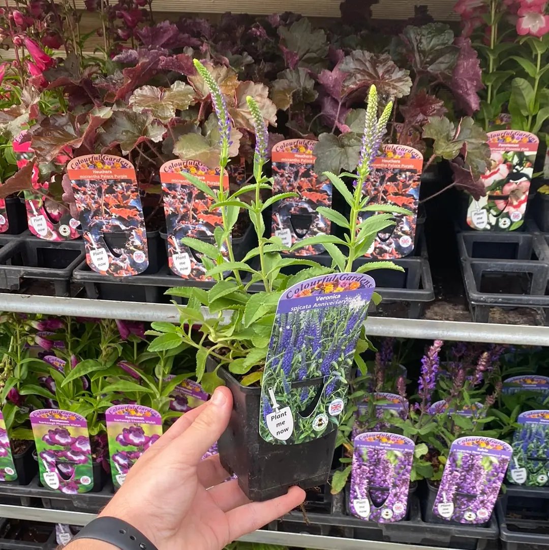 Veronica 'Anniversary Blue’ 9cm/2L One Click Plants