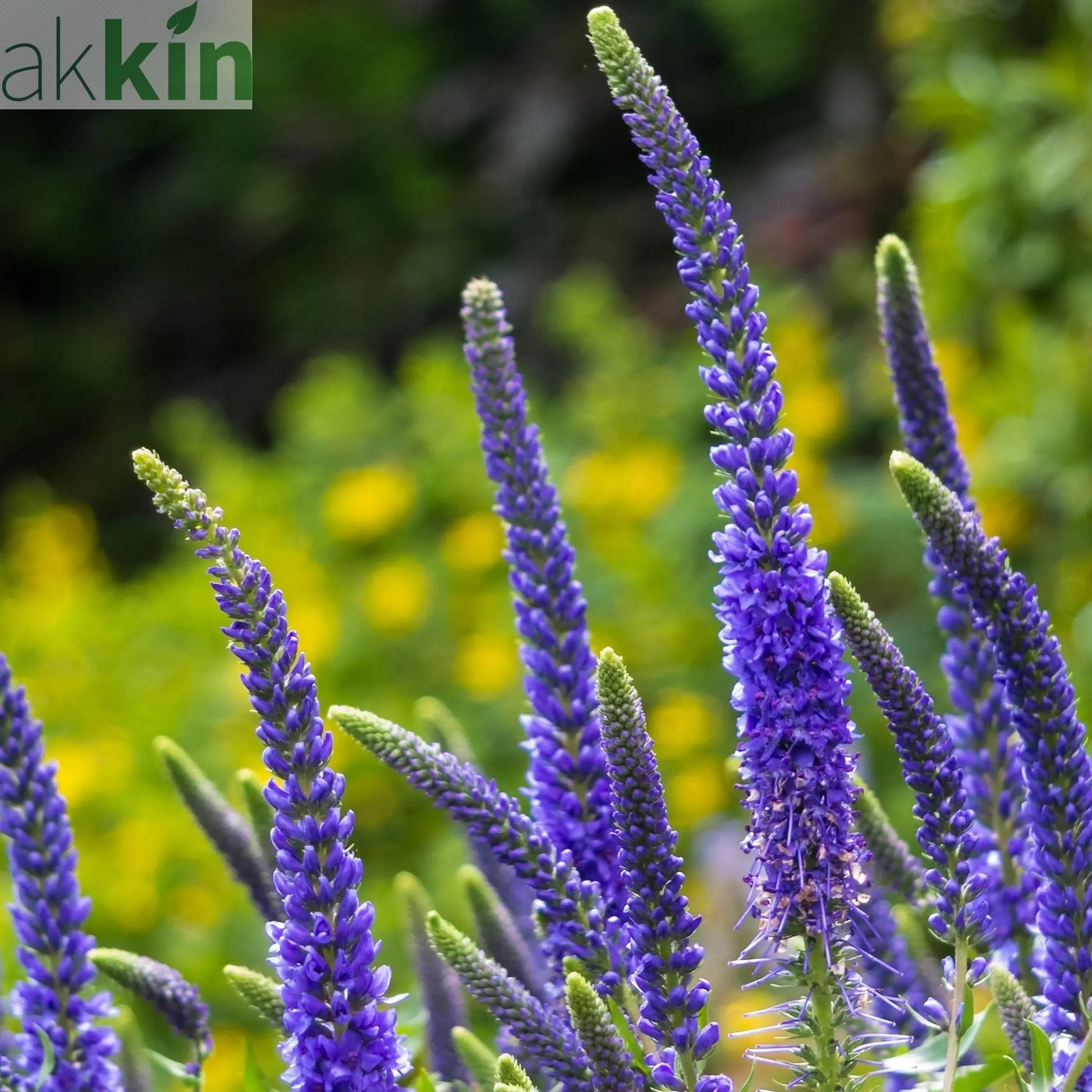 Veronica 'Anniversary Blue’ 9cm/2L One Click Plants