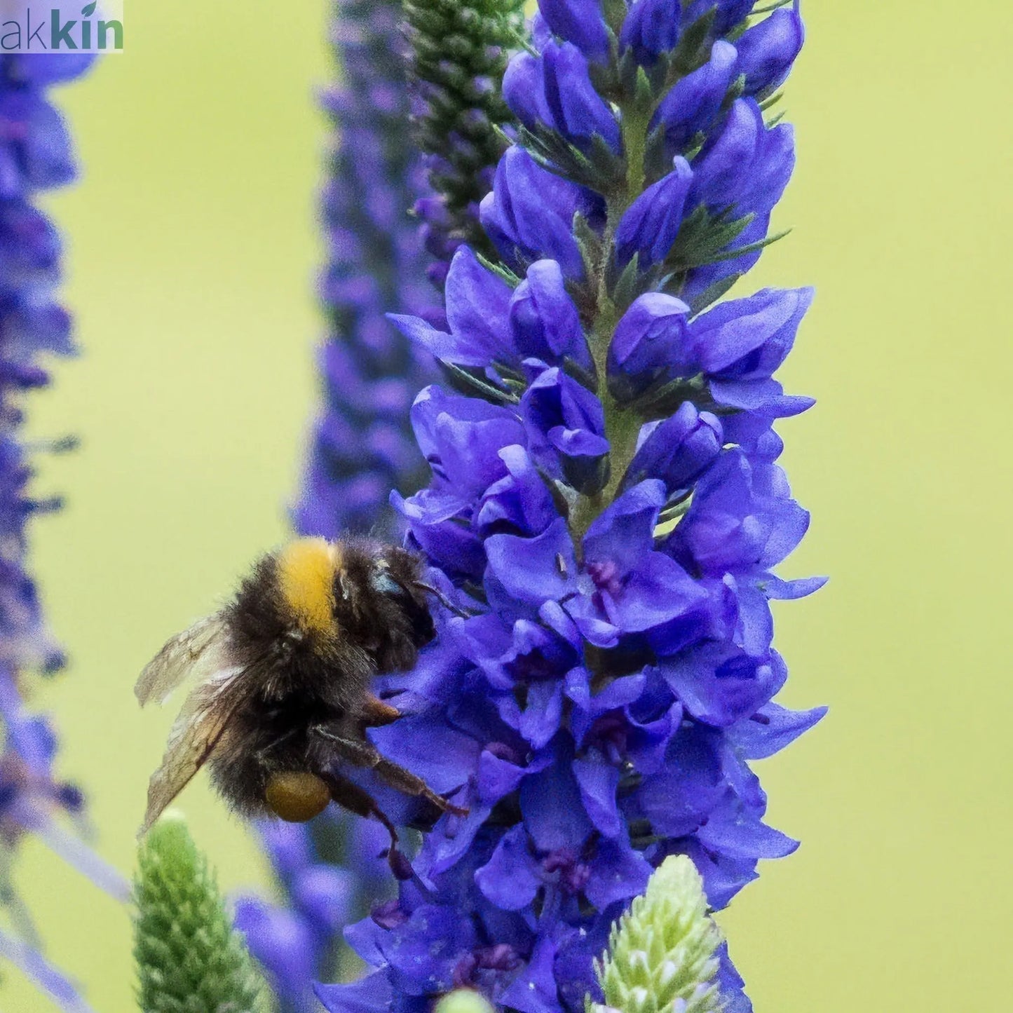 Veronica 'Anniversary Blue’ 9cm/2L One Click Plants