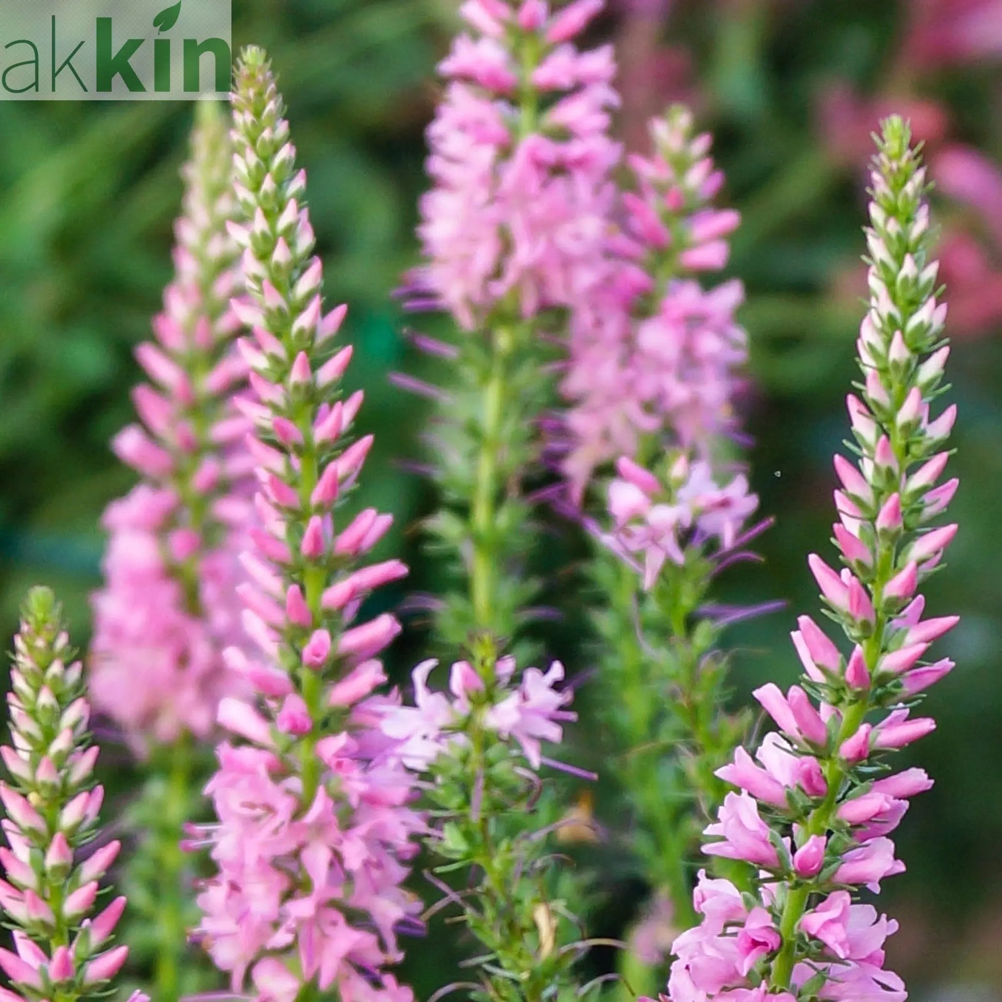 Veronica - Pink Glow 9cm One Click Plants