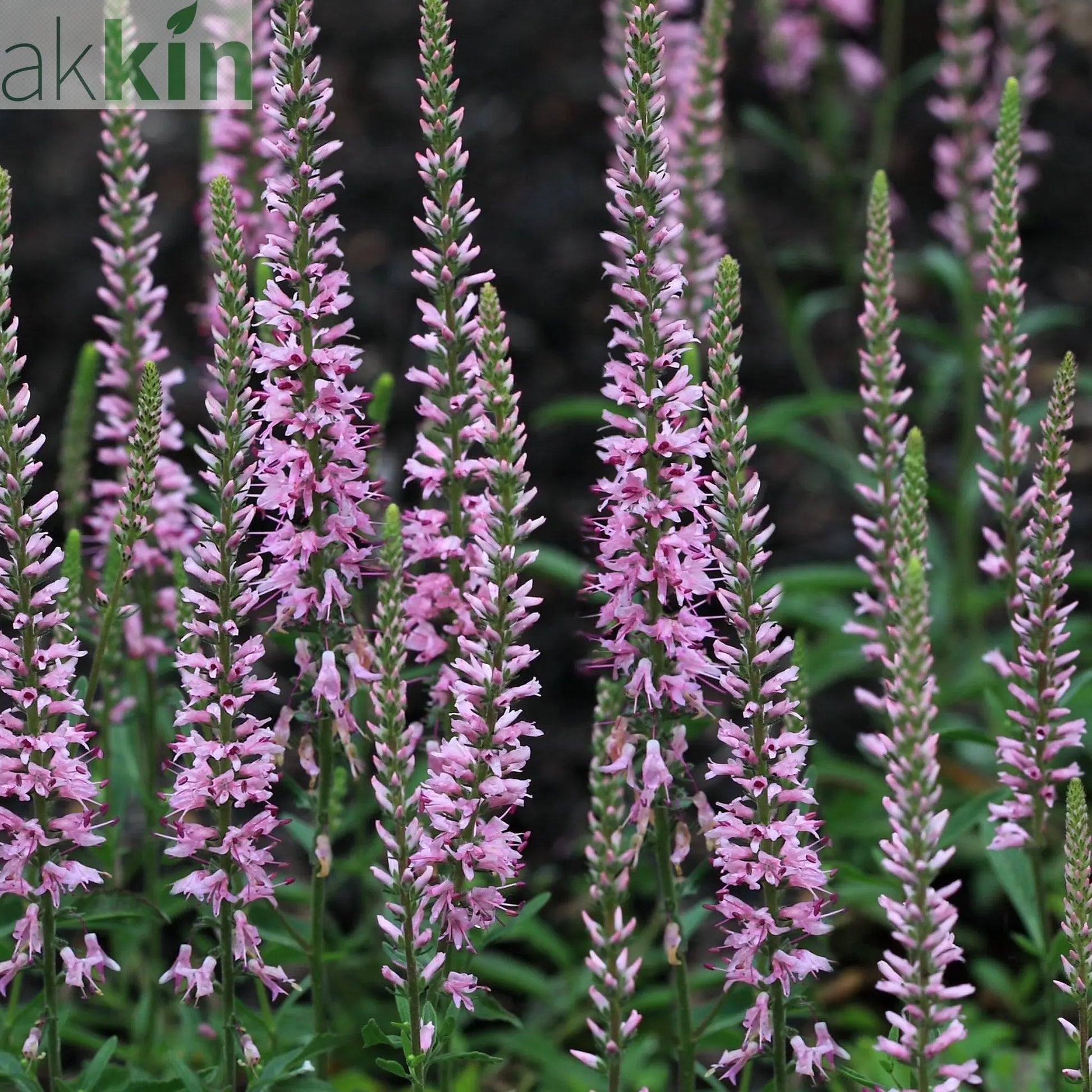 Veronica - Pink Glow 9cm One Click Plants