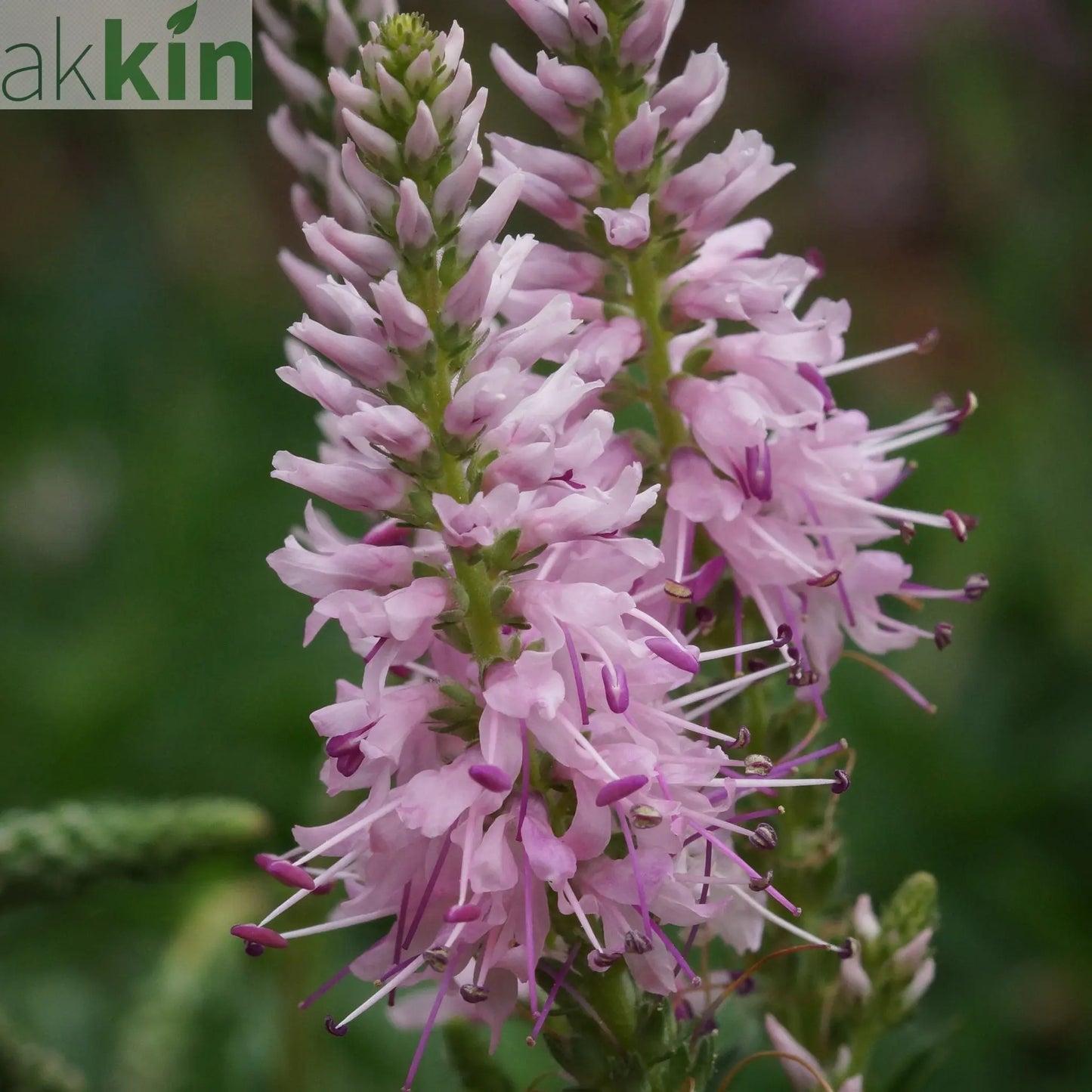 Veronica - Pink Glow 9cm One Click Plants