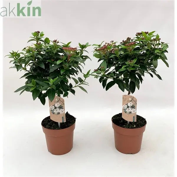 Viburnum tinus Patio Tree One Click Plants
