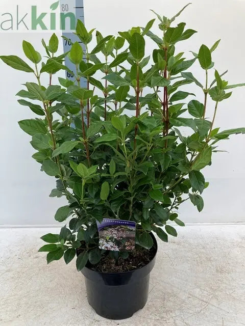 Viburnum tinus 2L / 5L One Click Plants