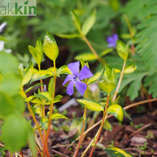 Vinca minor 'illumination' (periwinkle) 9cm One Click Plants