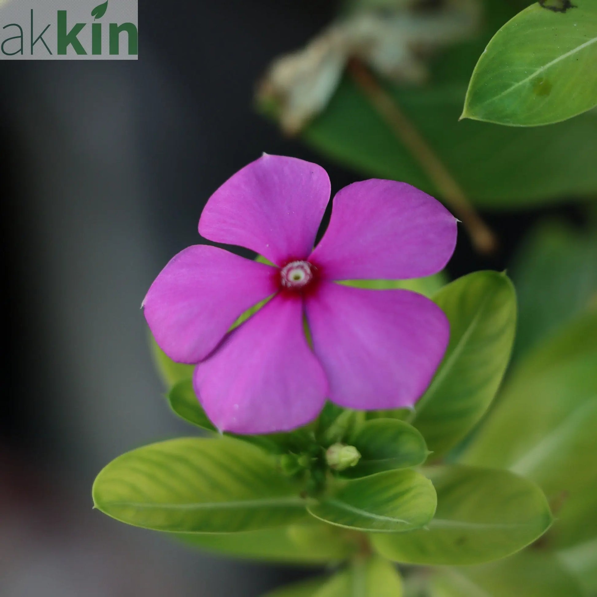 Vinca minor Tricolour | Periwinkle | 2L One Click Plants