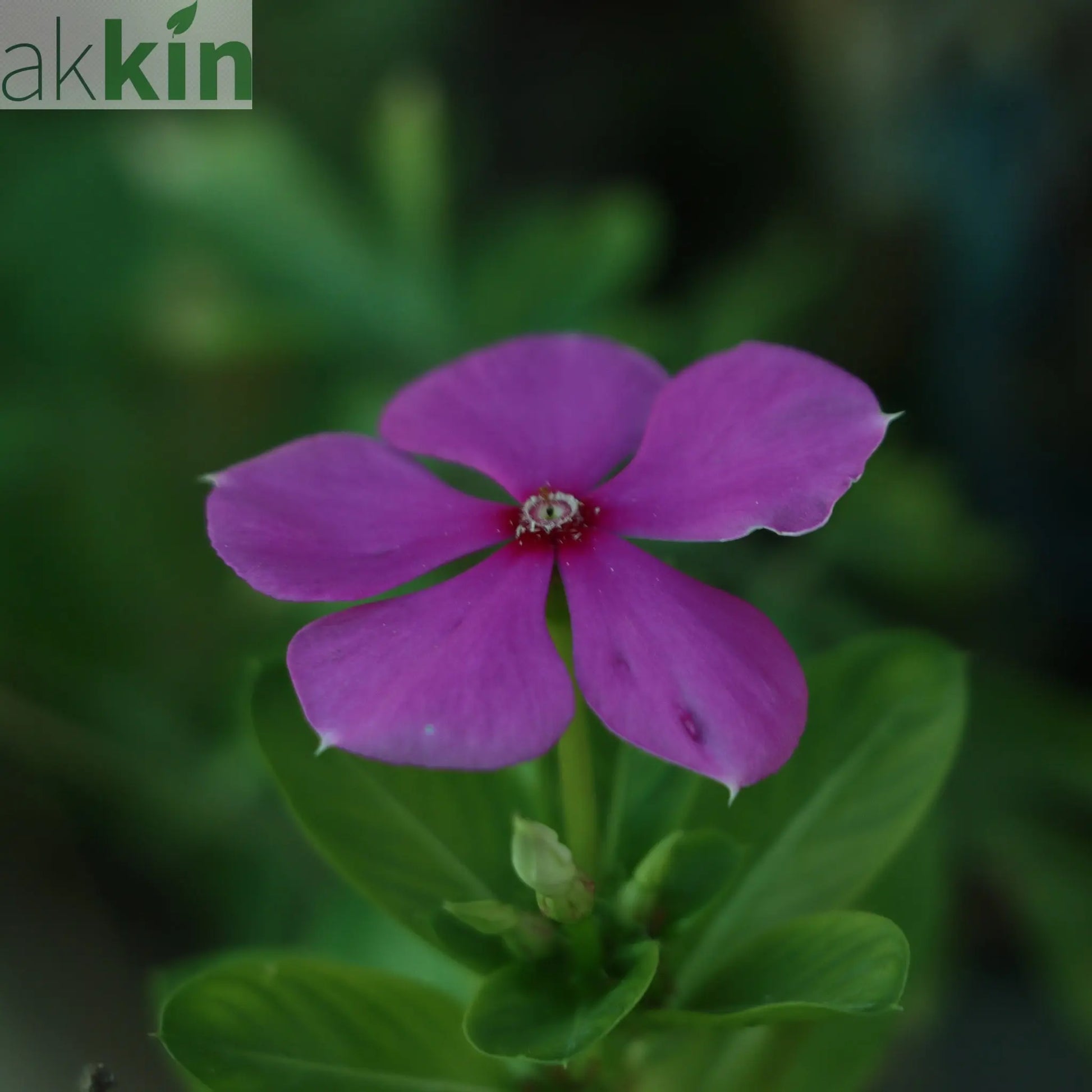 Vinca minor Tricolour | Periwinkle | 2L One Click Plants