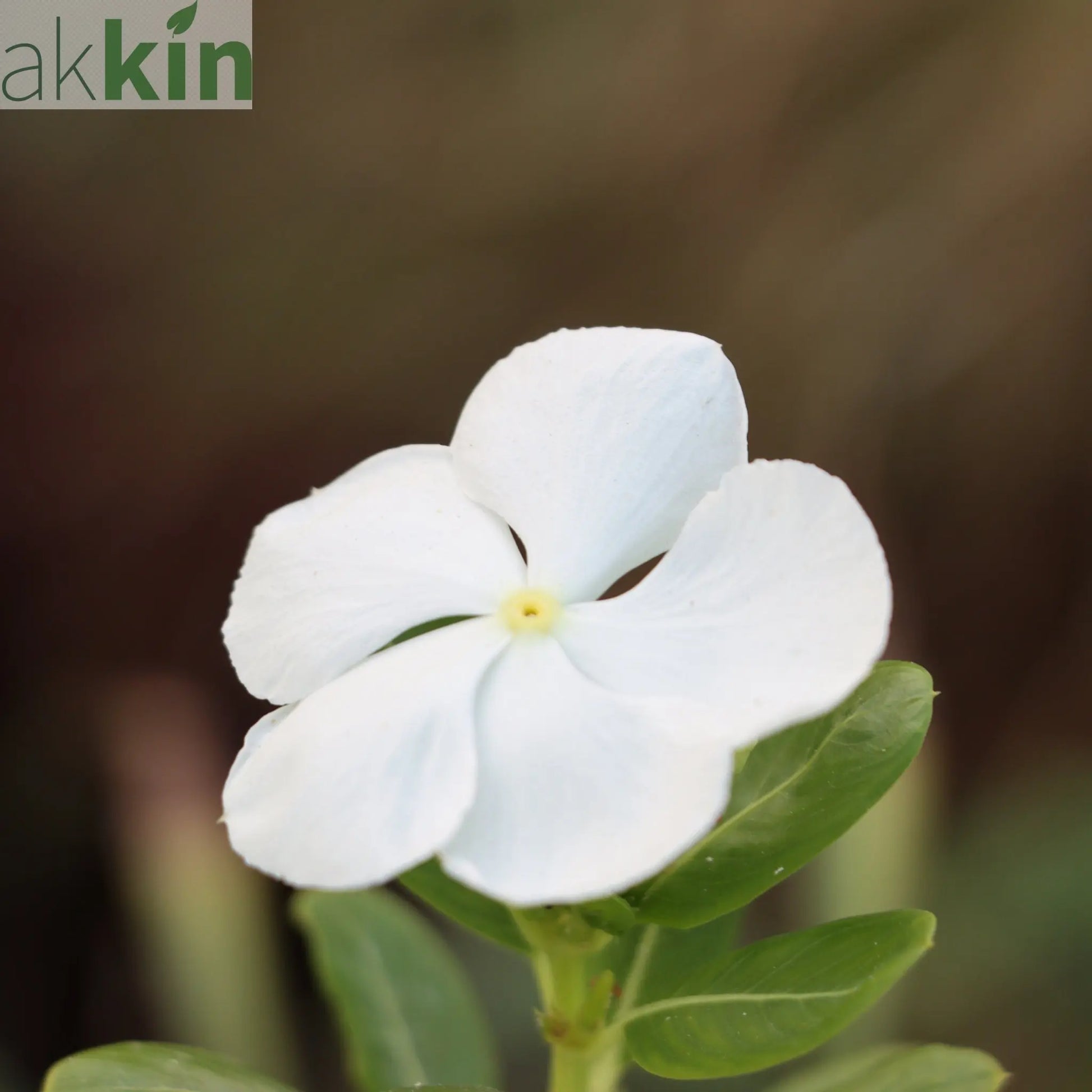 Vinca minor Tricolour | Periwinkle | 2L One Click Plants