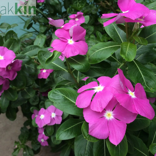 Vinca minor atropurpureum Purple (Periwinkle) 9cm / 2L One Click Plants