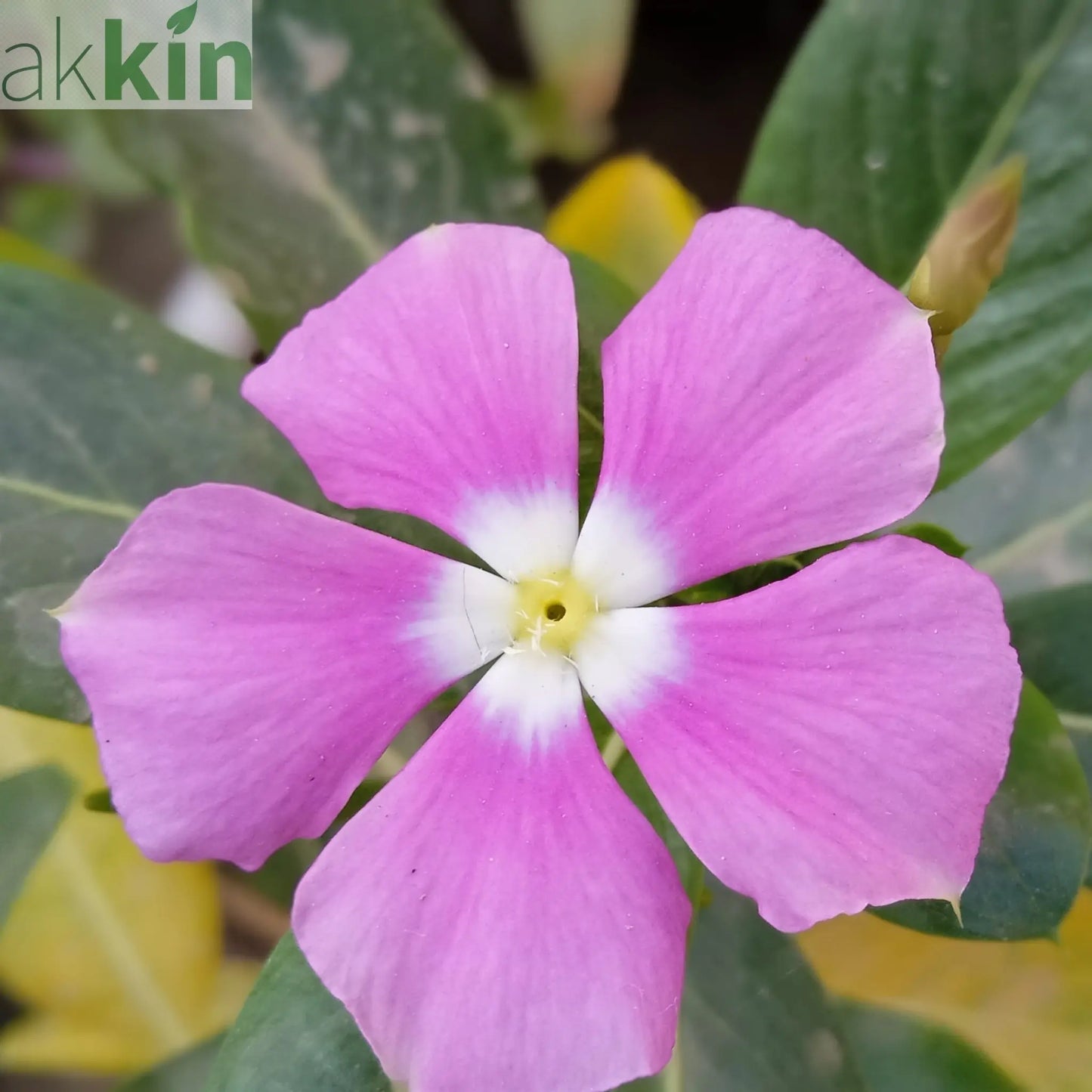 Vinca minor atropurpureum Purple (Periwinkle) 9cm / 2L One Click Plants
