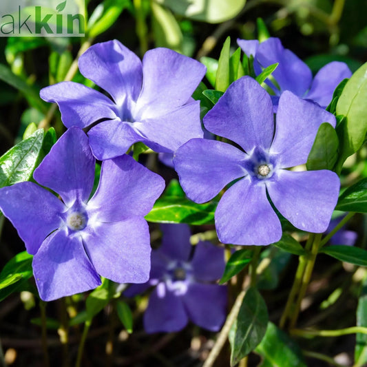 Vinca minor (periwinkle) 6 x 9cm pots One Click Plants