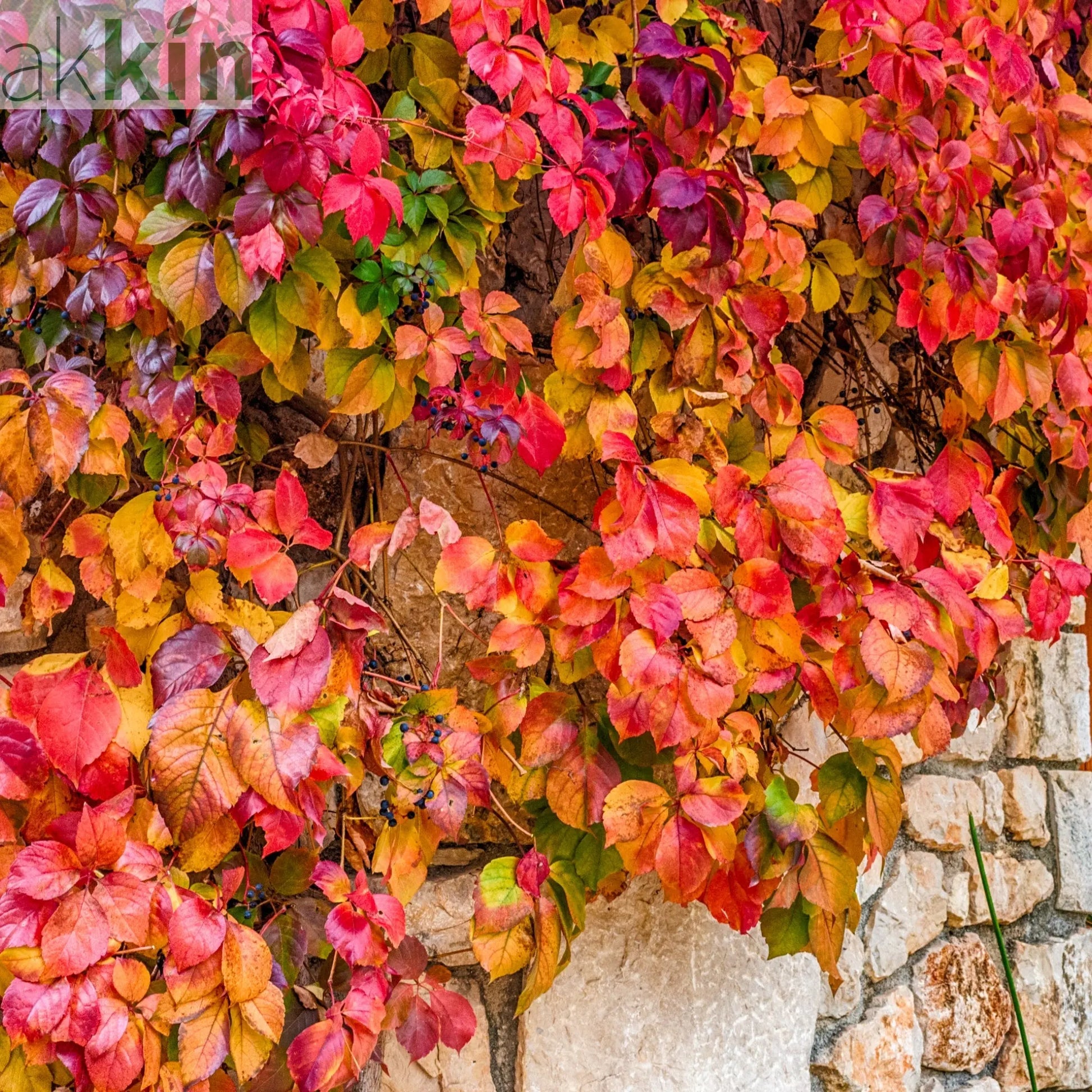 Parthenocissus quinquefolia 'Virginia Creeper' 2L One Click Plants