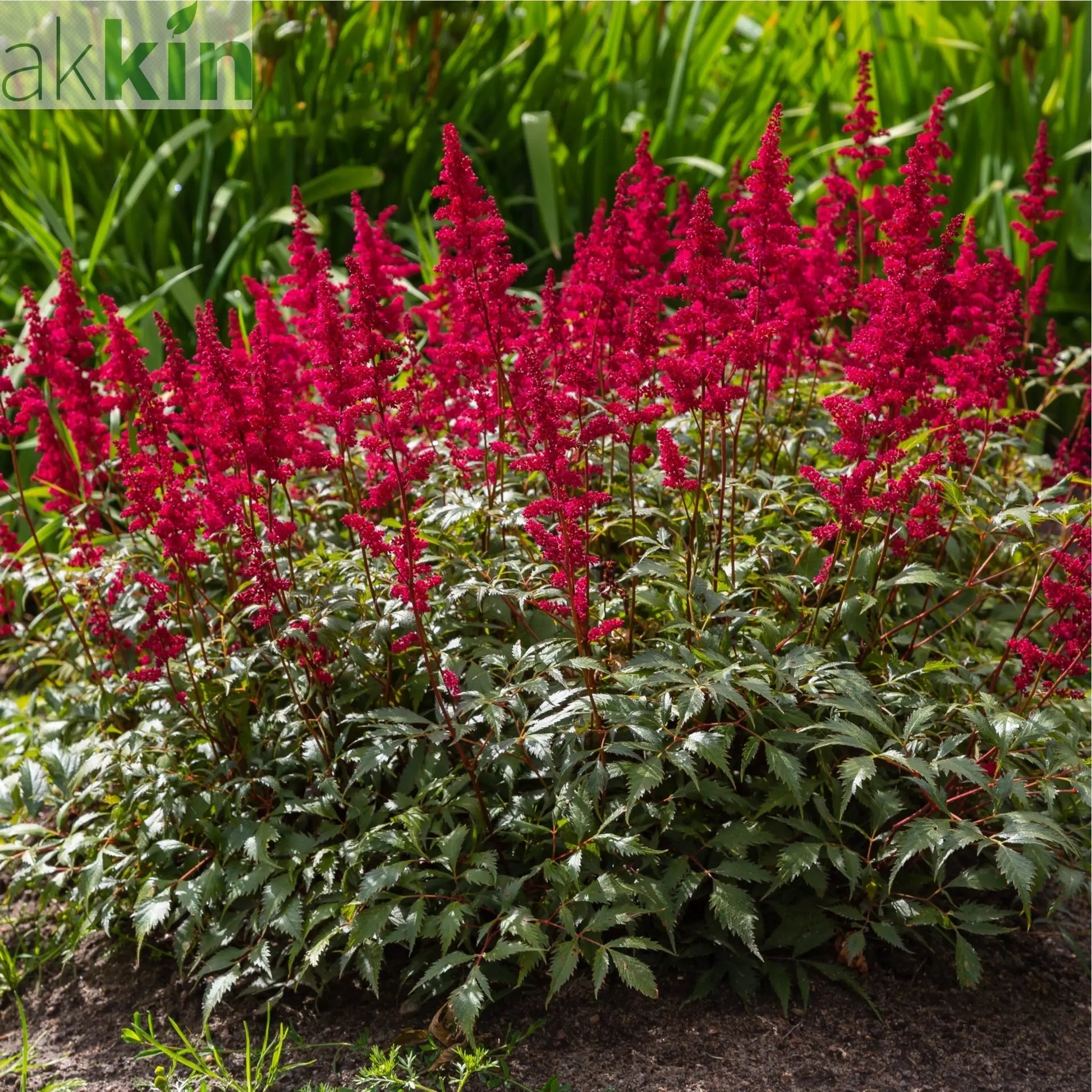 Astilbe arendsii Rose 9cm / 2L One Click Plants