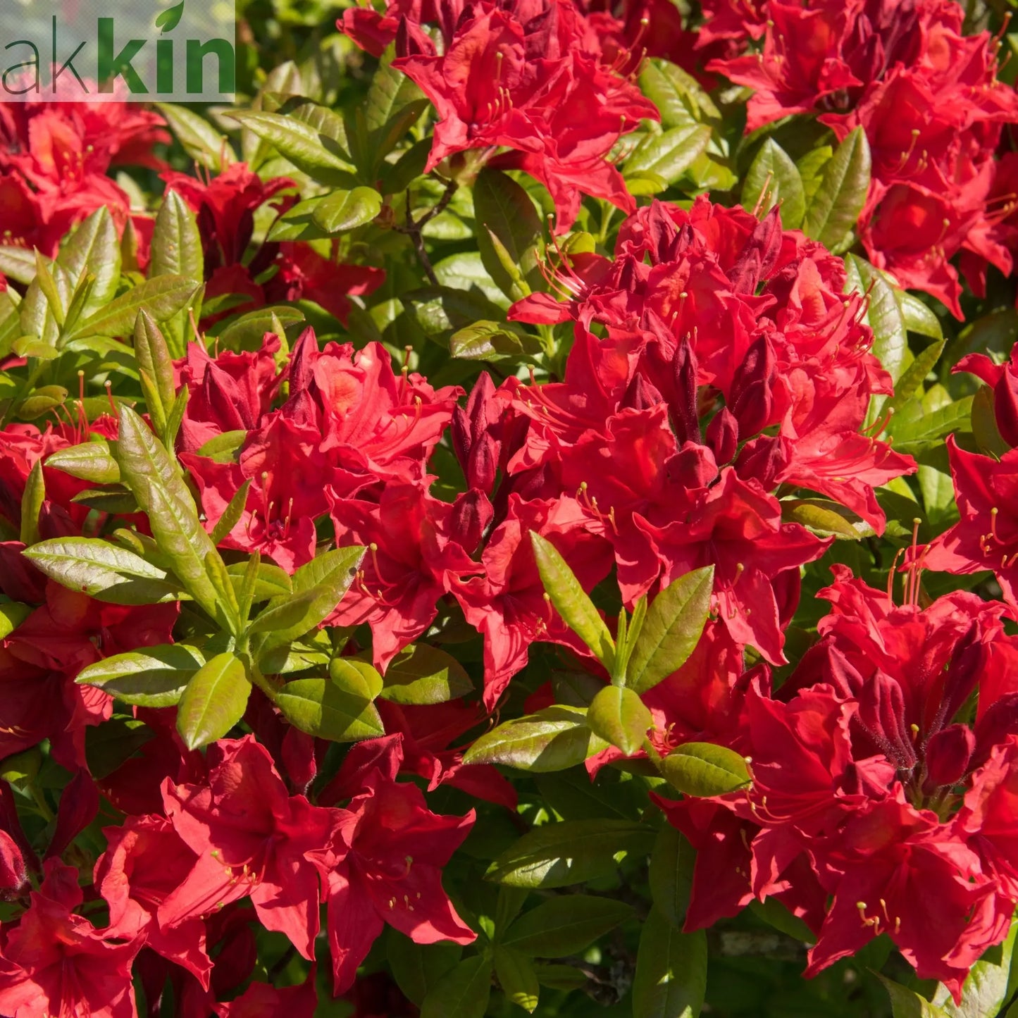 Azalea japonica 'Vuyk's Scarlet' 2L One Click Plants