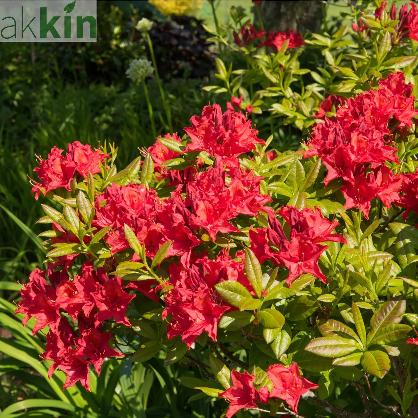 Azalea japonica 'Vuyk's Scarlet' 2L One Click Plants