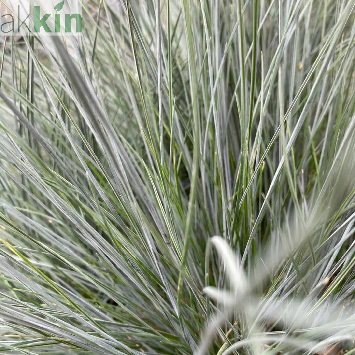 Blue Grass - Festuca Elijah Blue One Click Plants