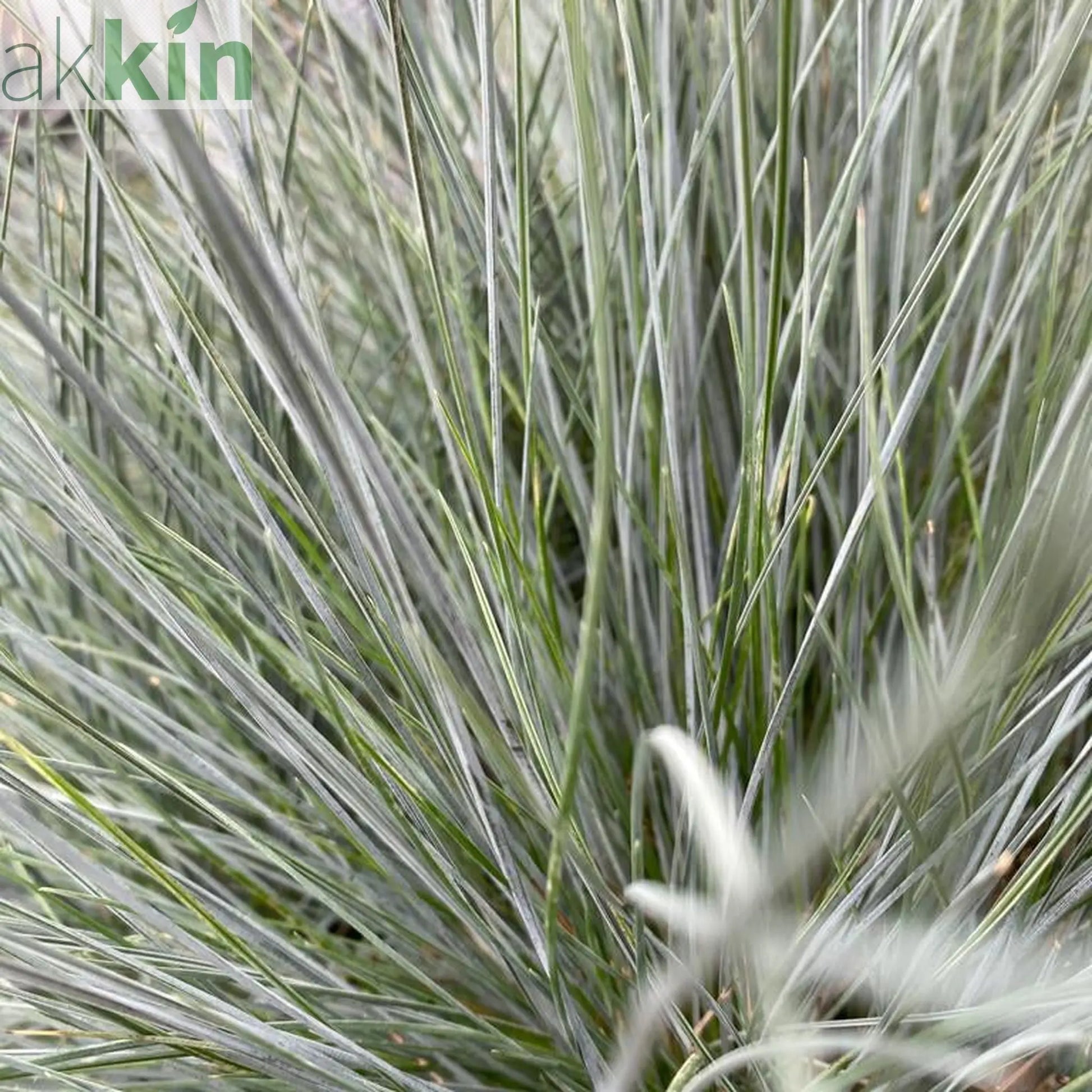 Blue Grass - Festuca Elijah Blue One Click Plants