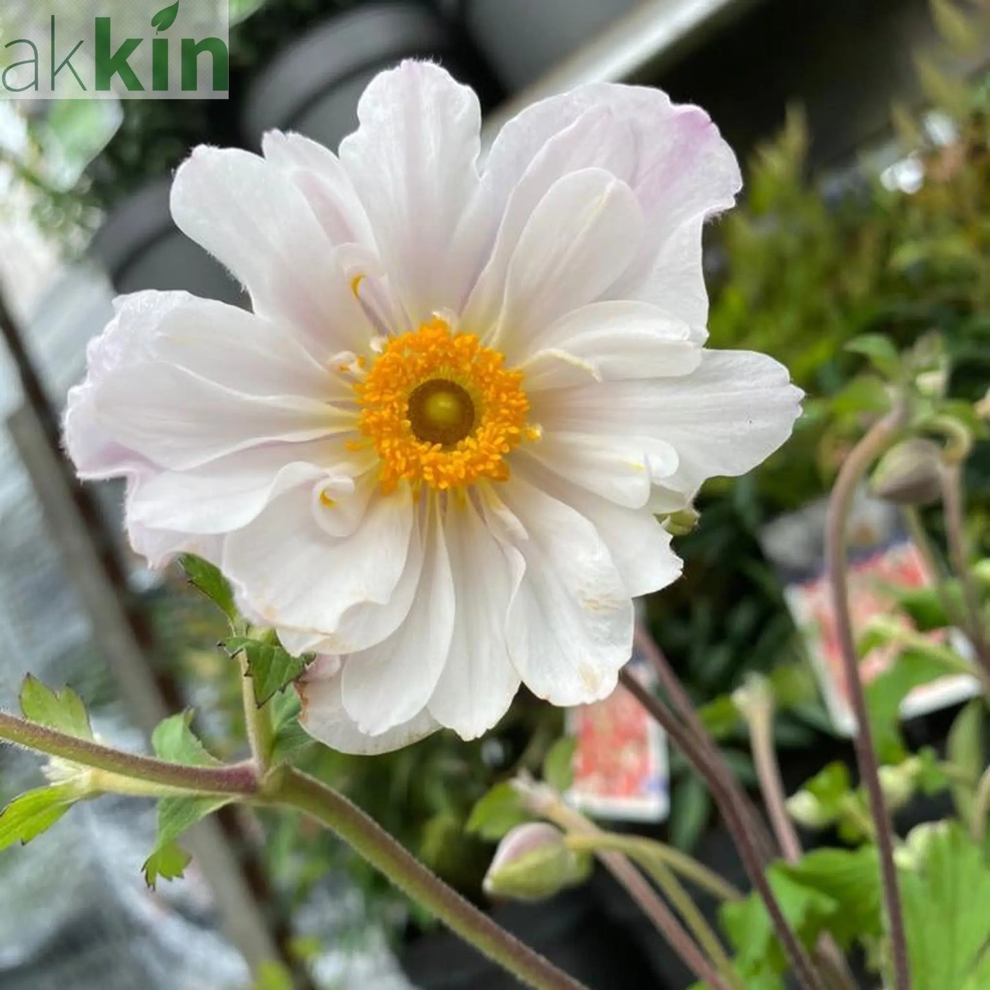 Anemone 'Dainty Swan' 3L One Click Plants