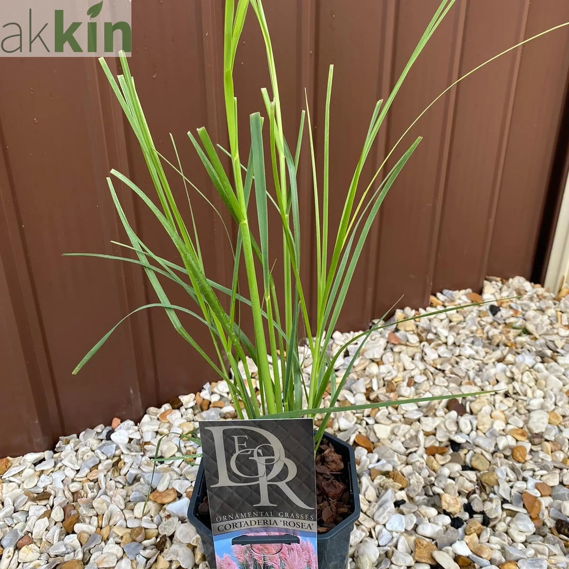 Cortaderia selloana Pink Pampas Grass 9cm/1L/2L/4L One Click Plants