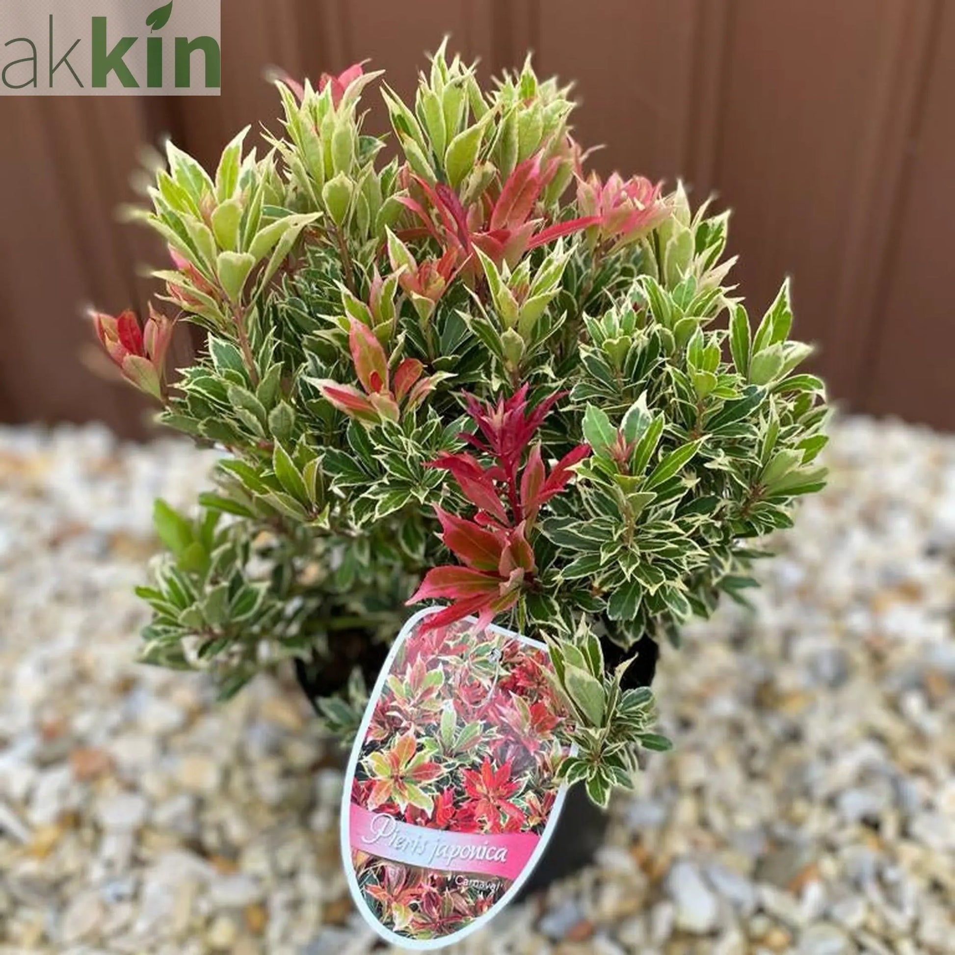 Pieris japonica Carnaval 1.5L One Click Plants
