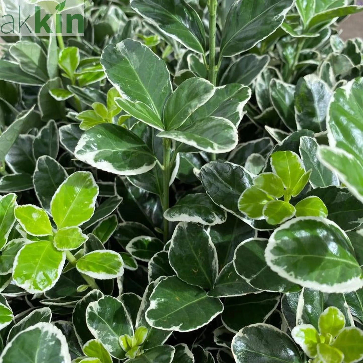 Euonymus fortunei ‘Emerald Gaiety’ 1L / 5L One Click Plants
