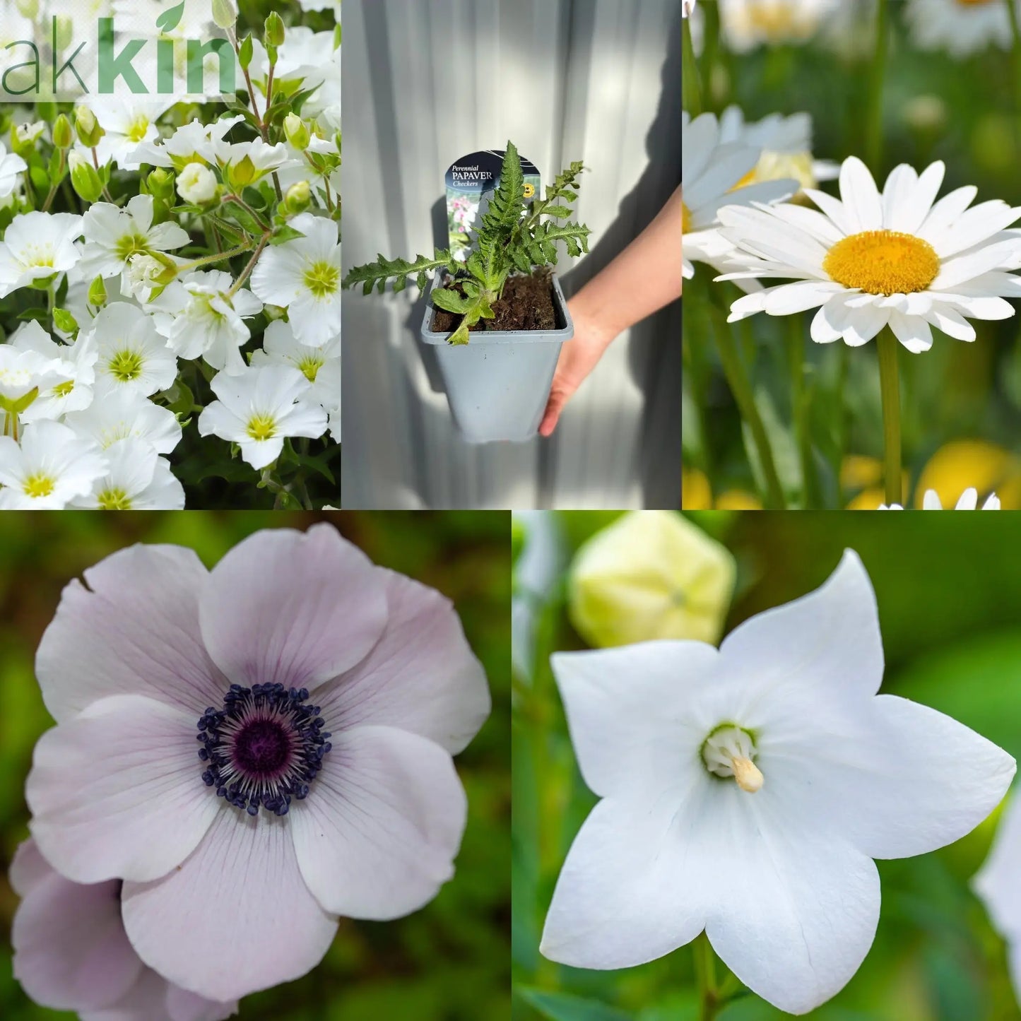 SPECIAL OFFER: Mix of 5 White Perennials One Click Plants