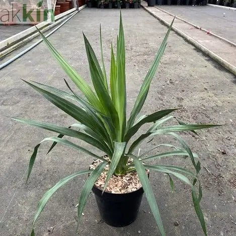 Yucca 'Gloriosa' 3L One Click Plants