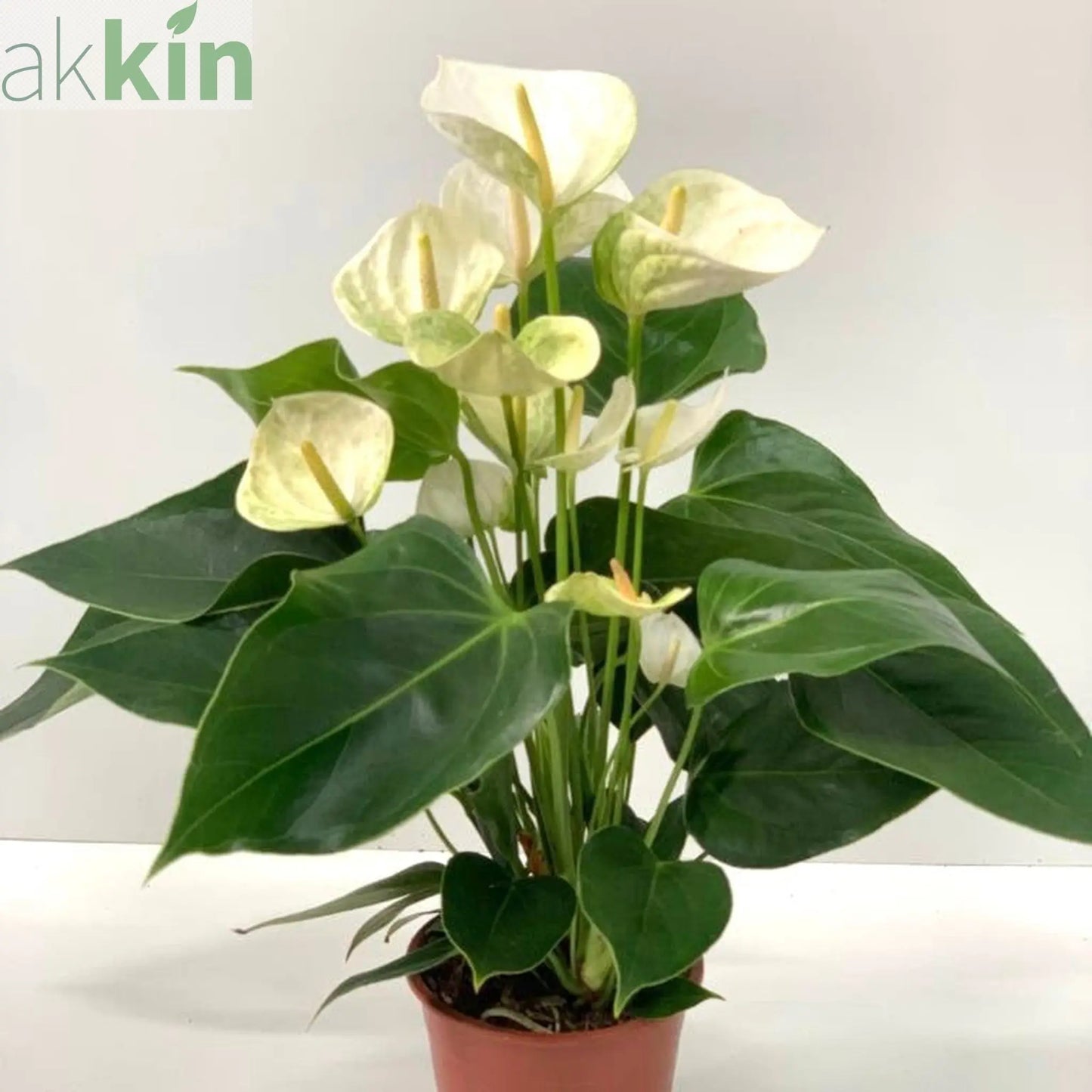 Anthurium - White 40-50cm One Click Plants