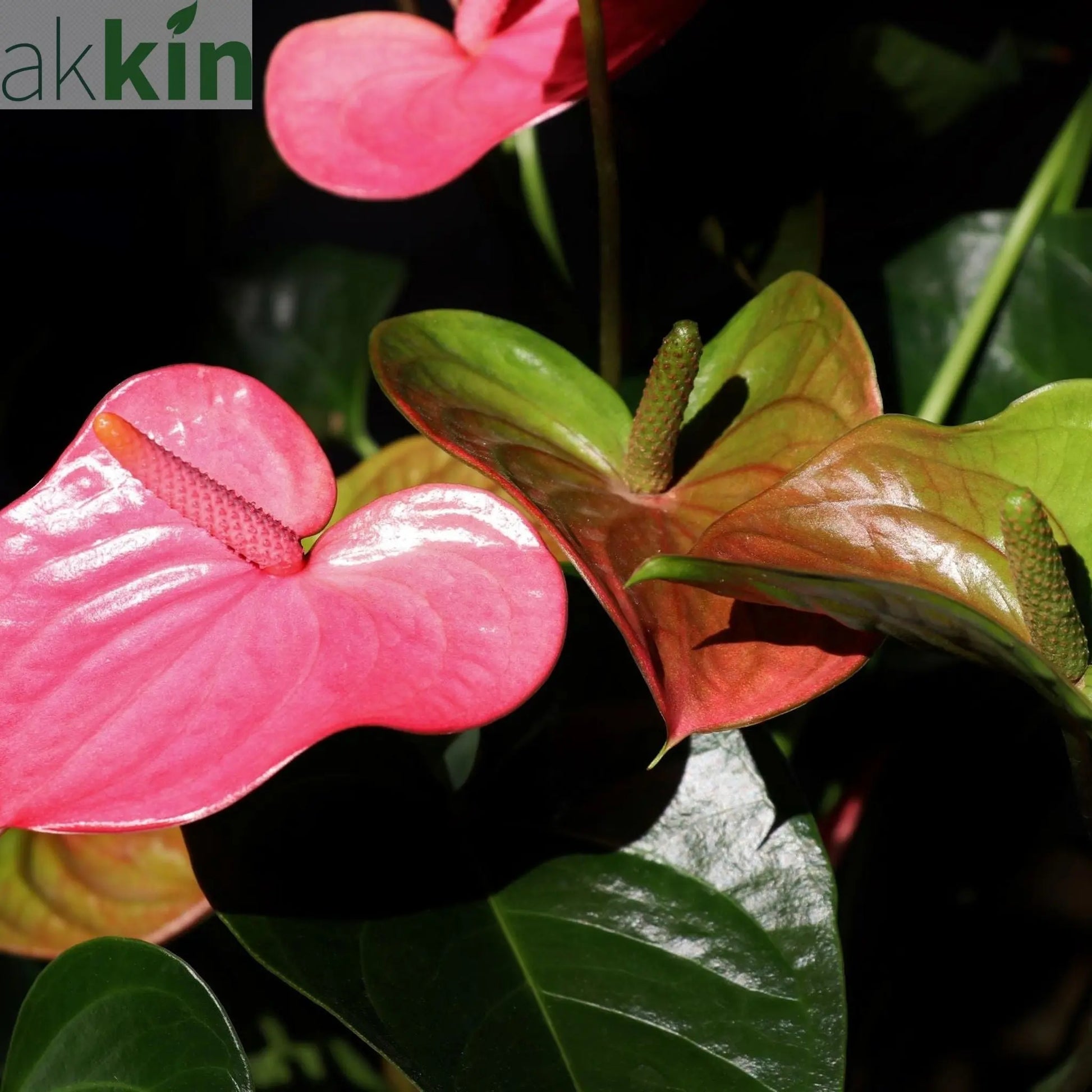 Anthurium - Candy Floss Pink One Click Plants