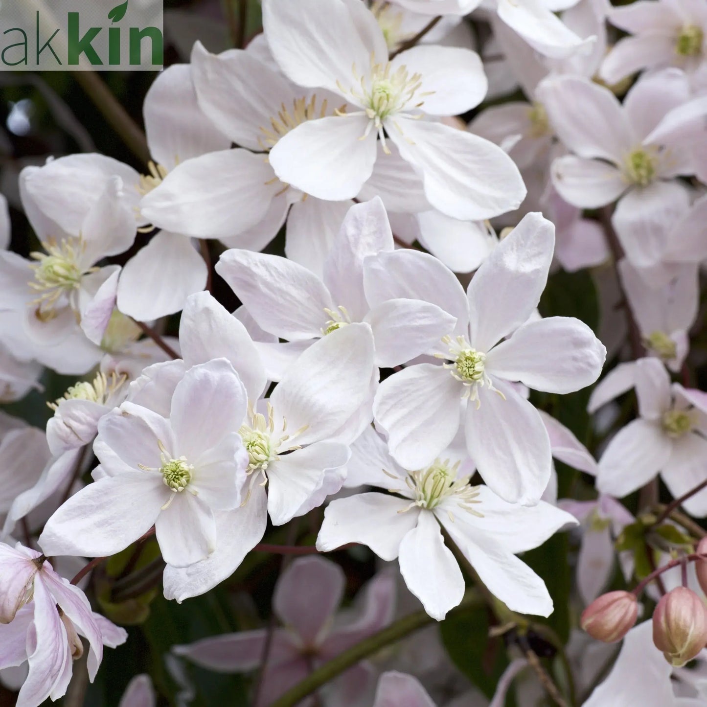 Clematis armandii  'Snowdrift' 100cm (Evergreen and Fragrant) One Click Plants