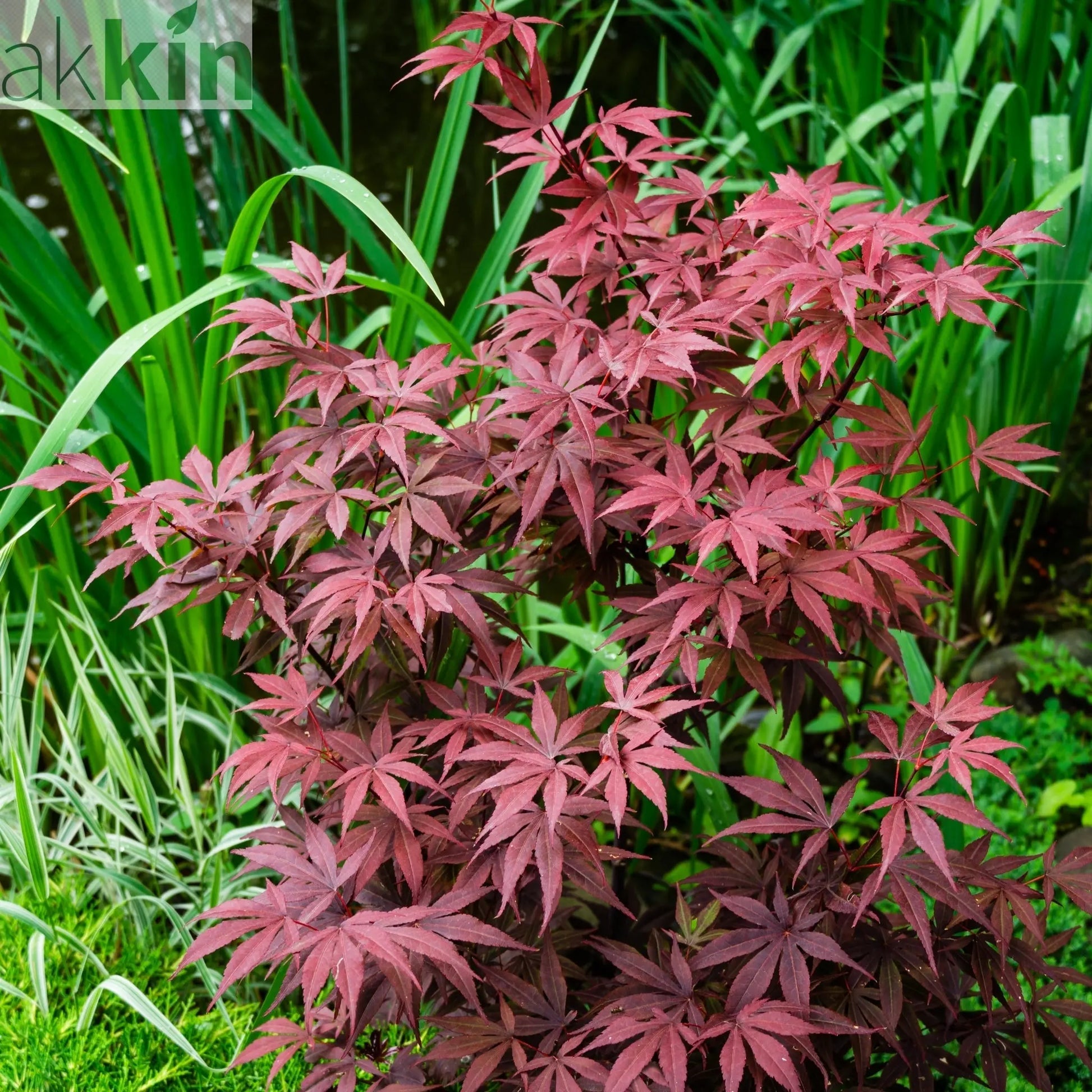 Acer palmatum 'Atropurpureum' 170cm 50L One Click Plants
