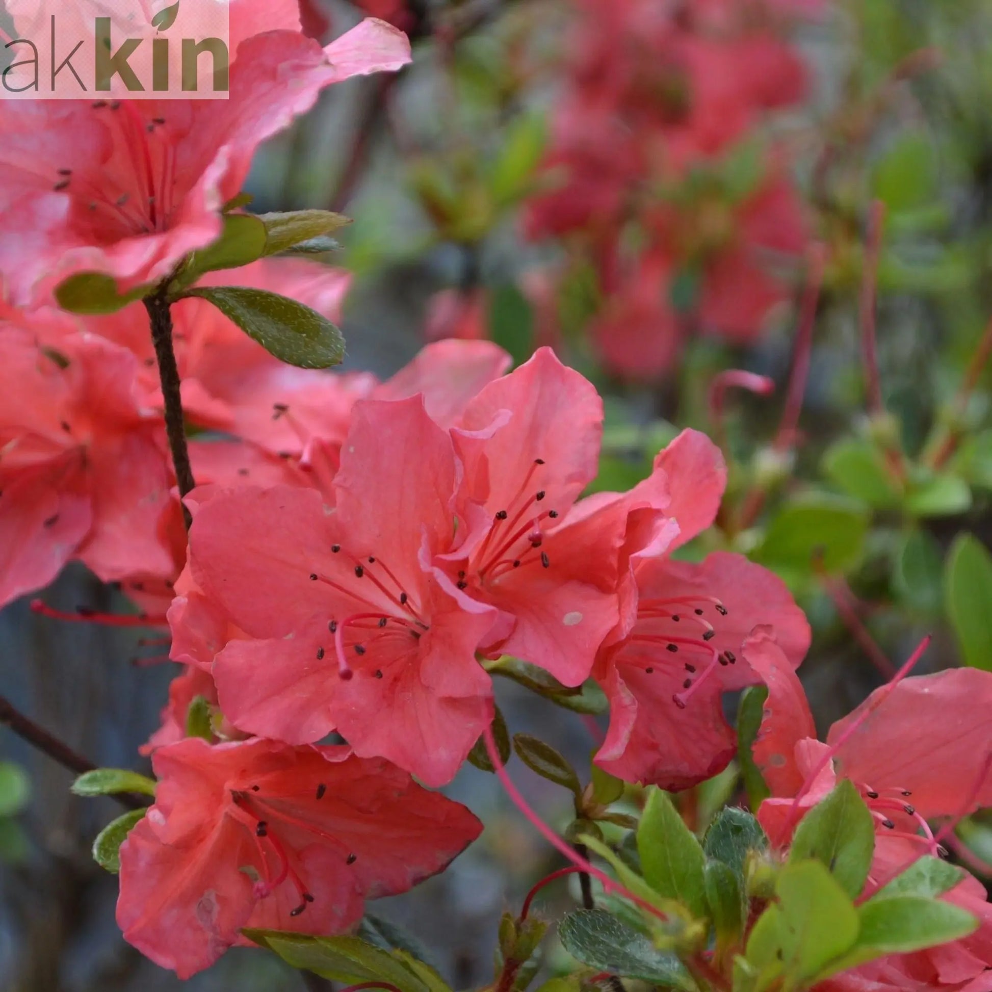 Azalea Japonica 'Orange Beauty' 9cm/2L/5L One Click Plants