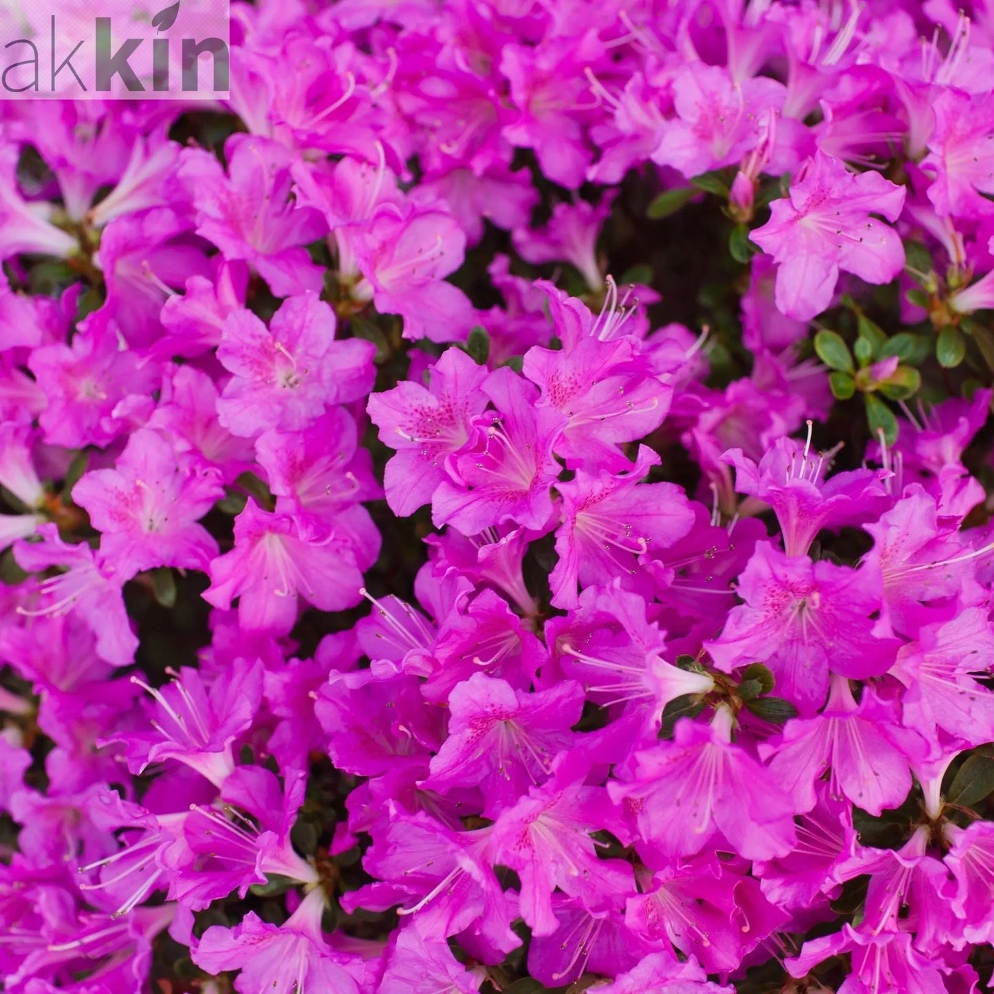 Azalea 'Geisha Purple' 3L One Click Plants