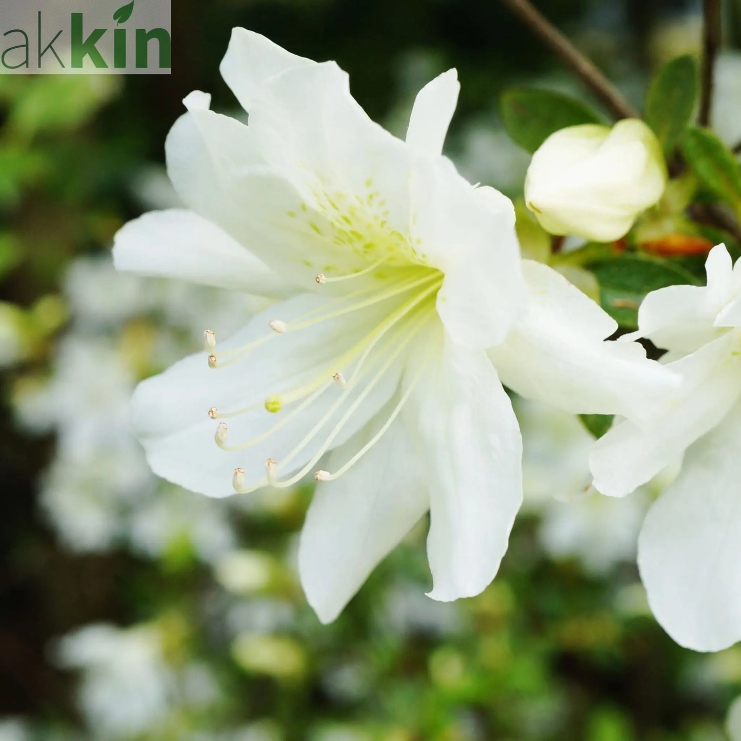 Azalea 'Mary Helen' (White) 3L One Click Plants