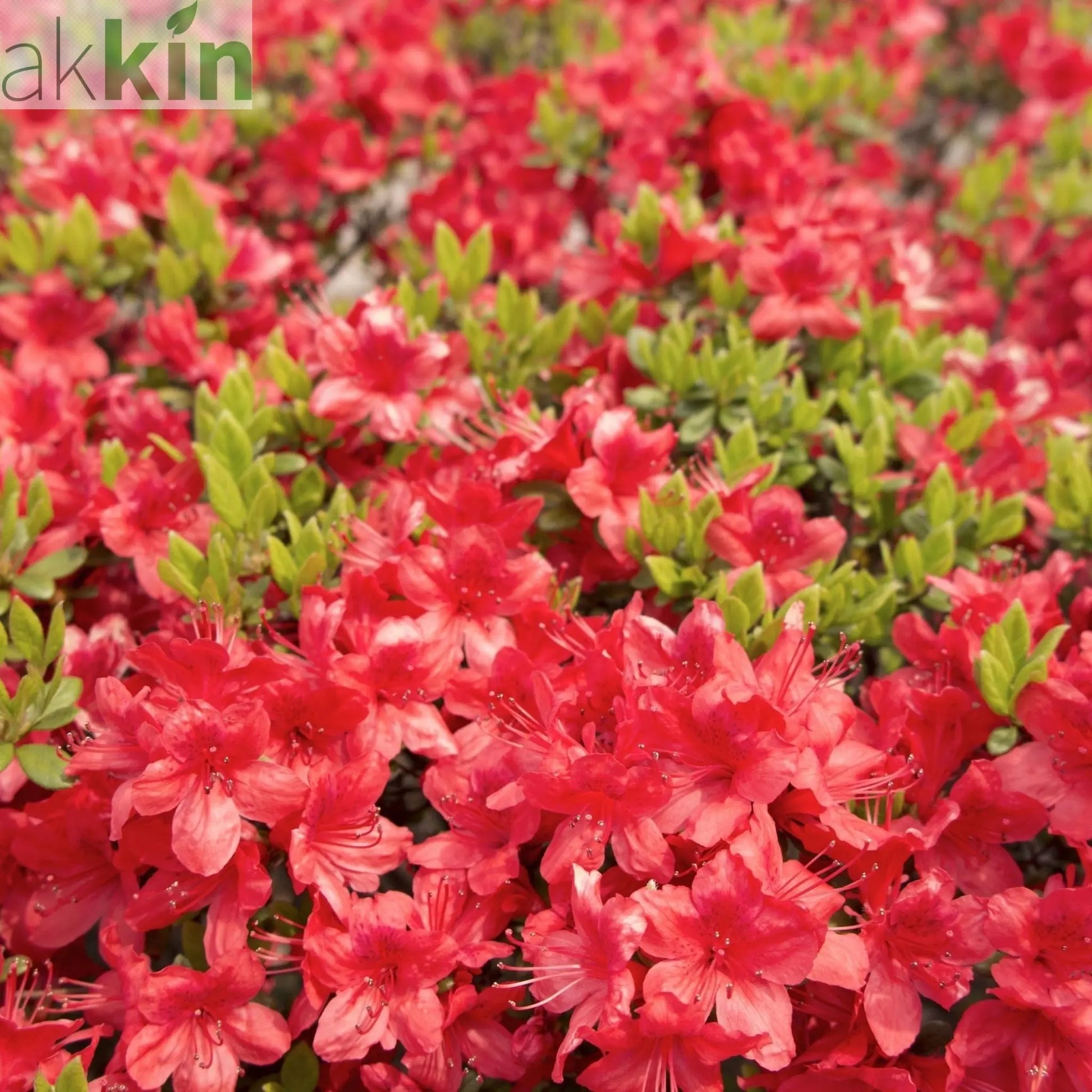 Azalea 'Geisha Red' 1/2L One Click Plants