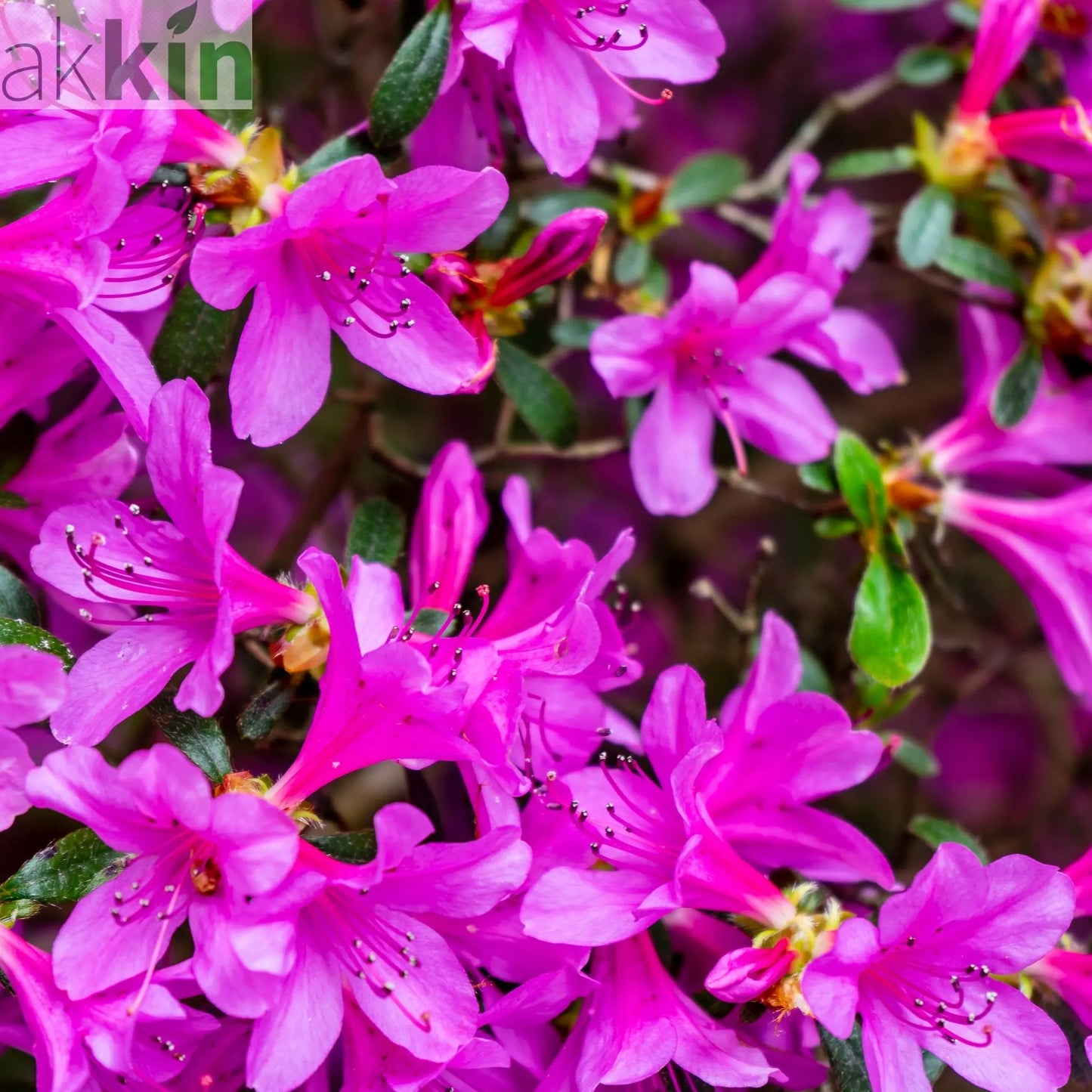 Azalea 'Violetta' 2L One Click Plants