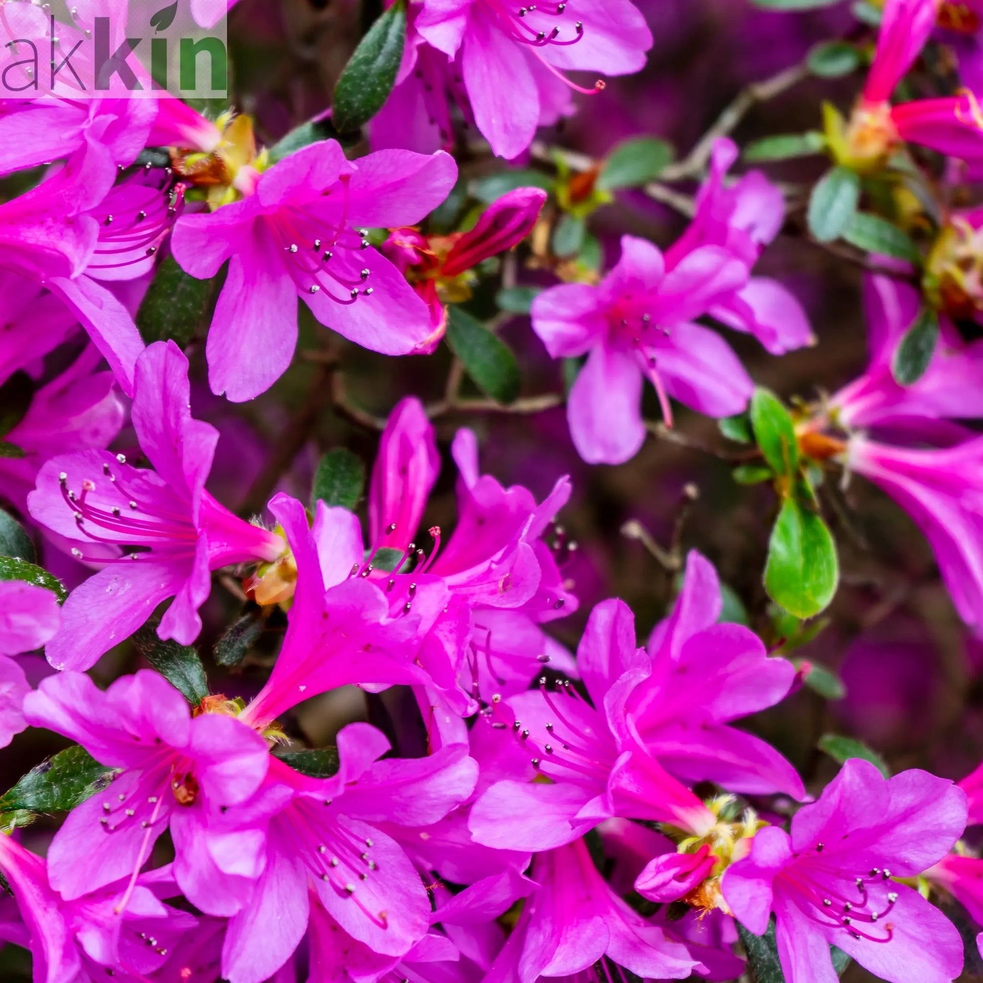 Azalea 'Violetta' 2L One Click Plants
