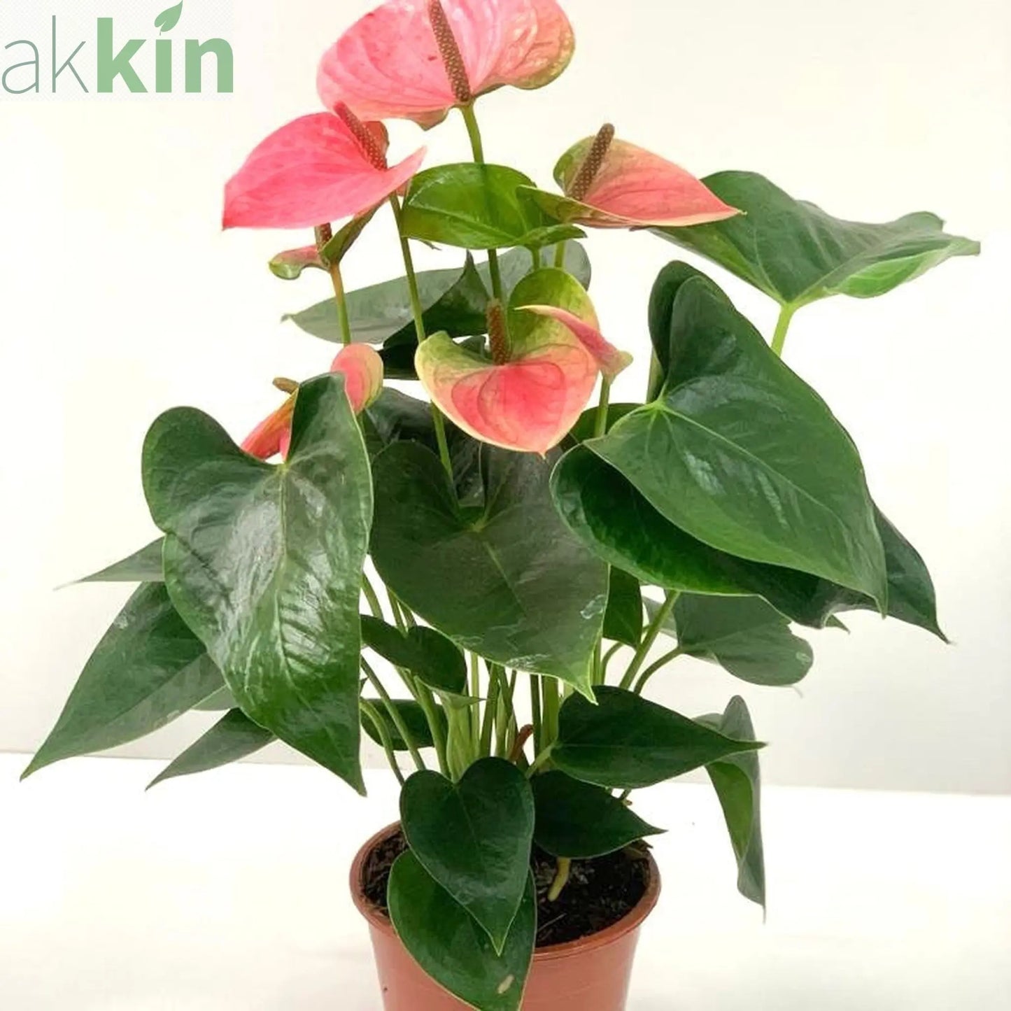 Anthurium - Candy Floss Pink One Click Plants