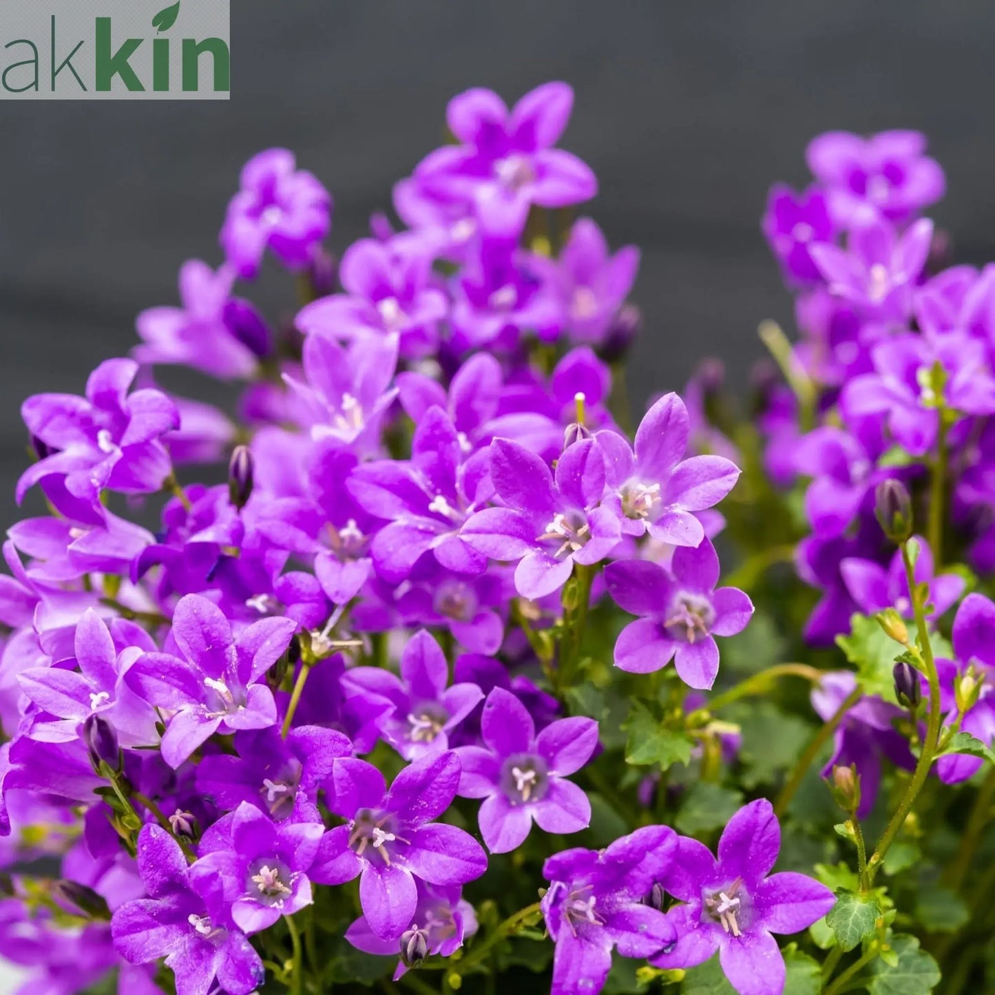 Campanula portenschlagiana 'Clockwise' 9cm/1.5L One Click Plants