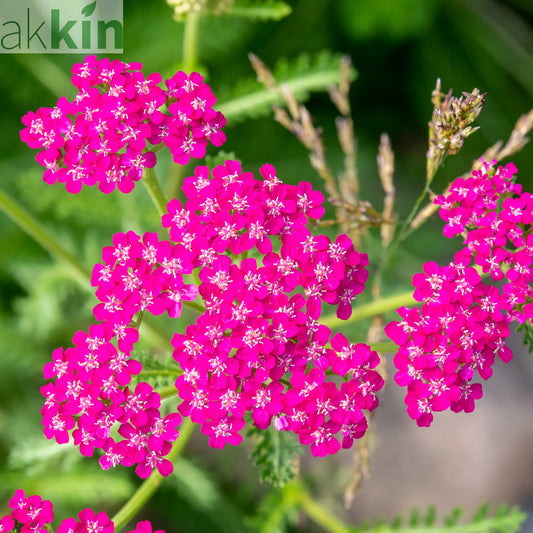 Achillea millefolium 'Cerise Queen' (9cm Pot) One Click Plants