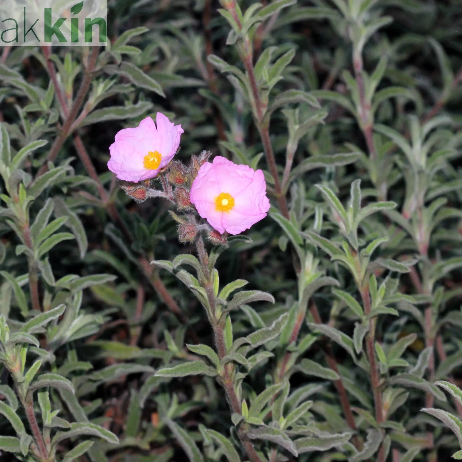 Cistus x Silver Pink Rock Rose 10L One Click Plants