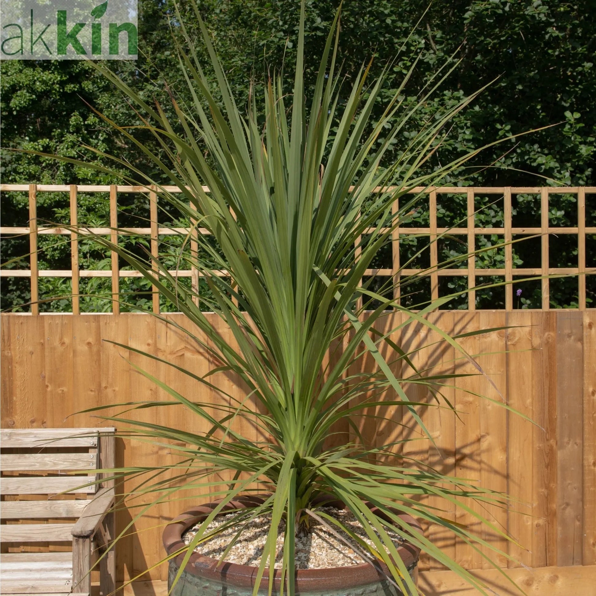 Cordyline australis Green | 1m-1.2m One Click Plants