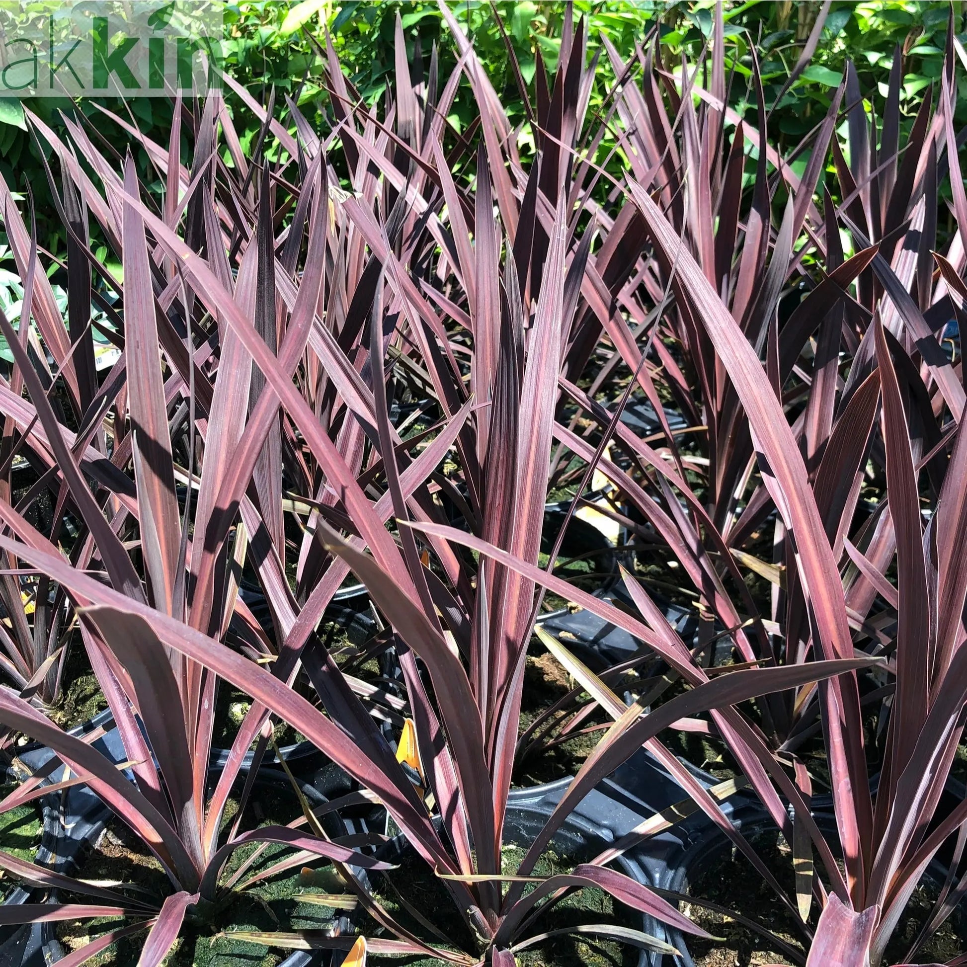 Cordyline australis 'Red Star' (3 sizes available) One Click Plants
