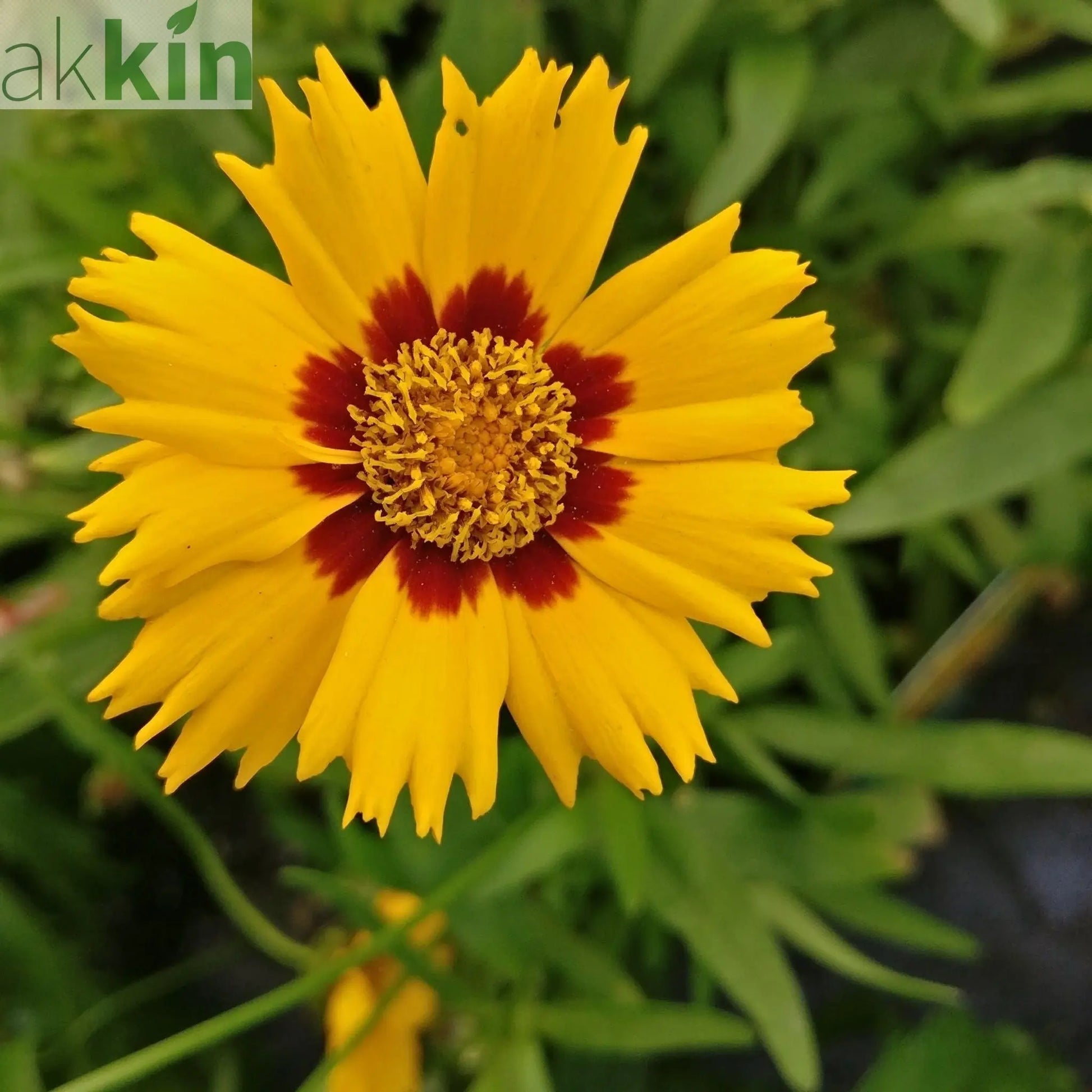 Coreopsis grandiflora Sunfire 9cm/1.5L One Click Plants