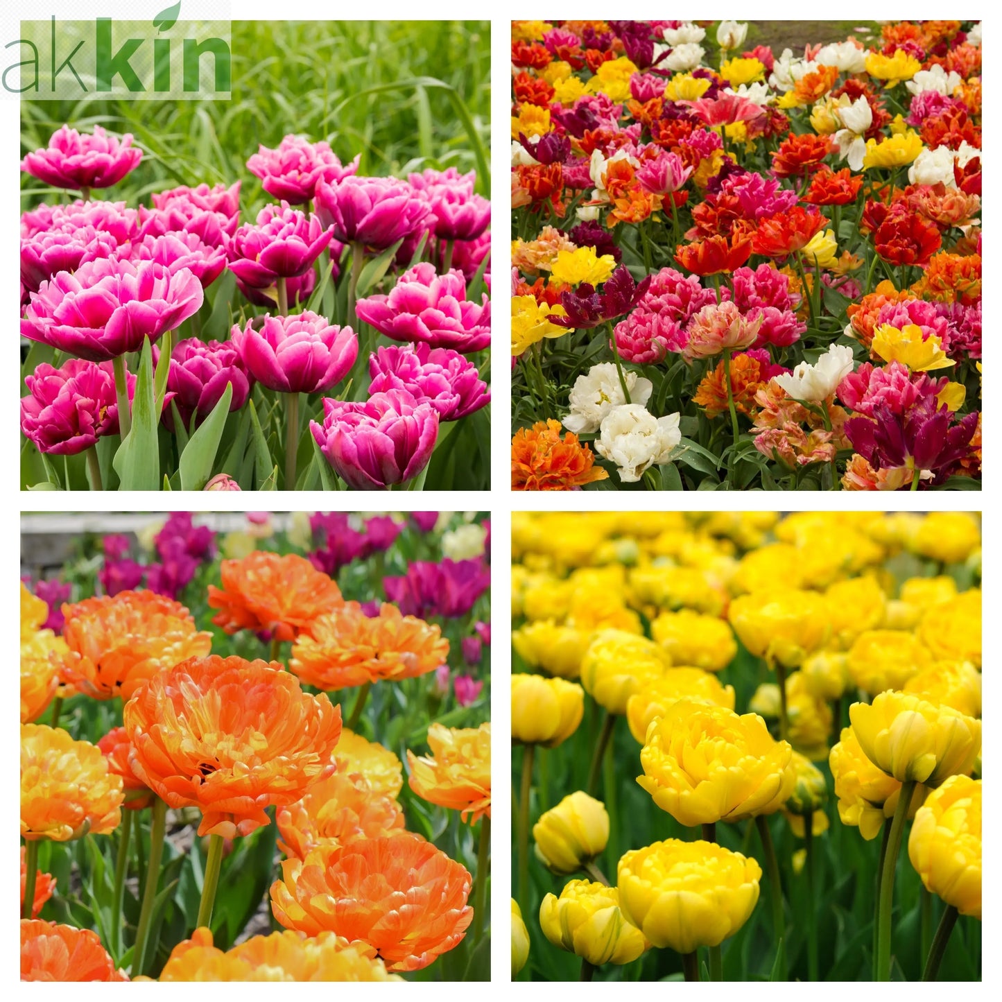 Tulip Double Early Mixed (4 Bulbs) One Click Plants