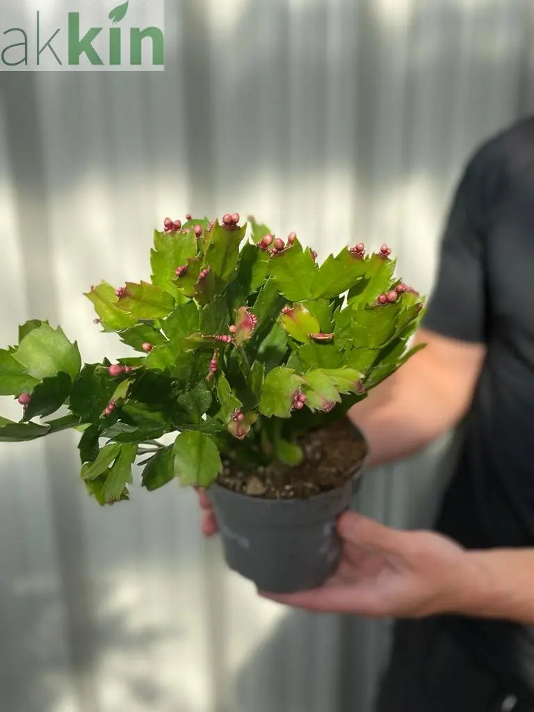 Christmas Cactus (Schlumbergera bridgesii) One Click Plants