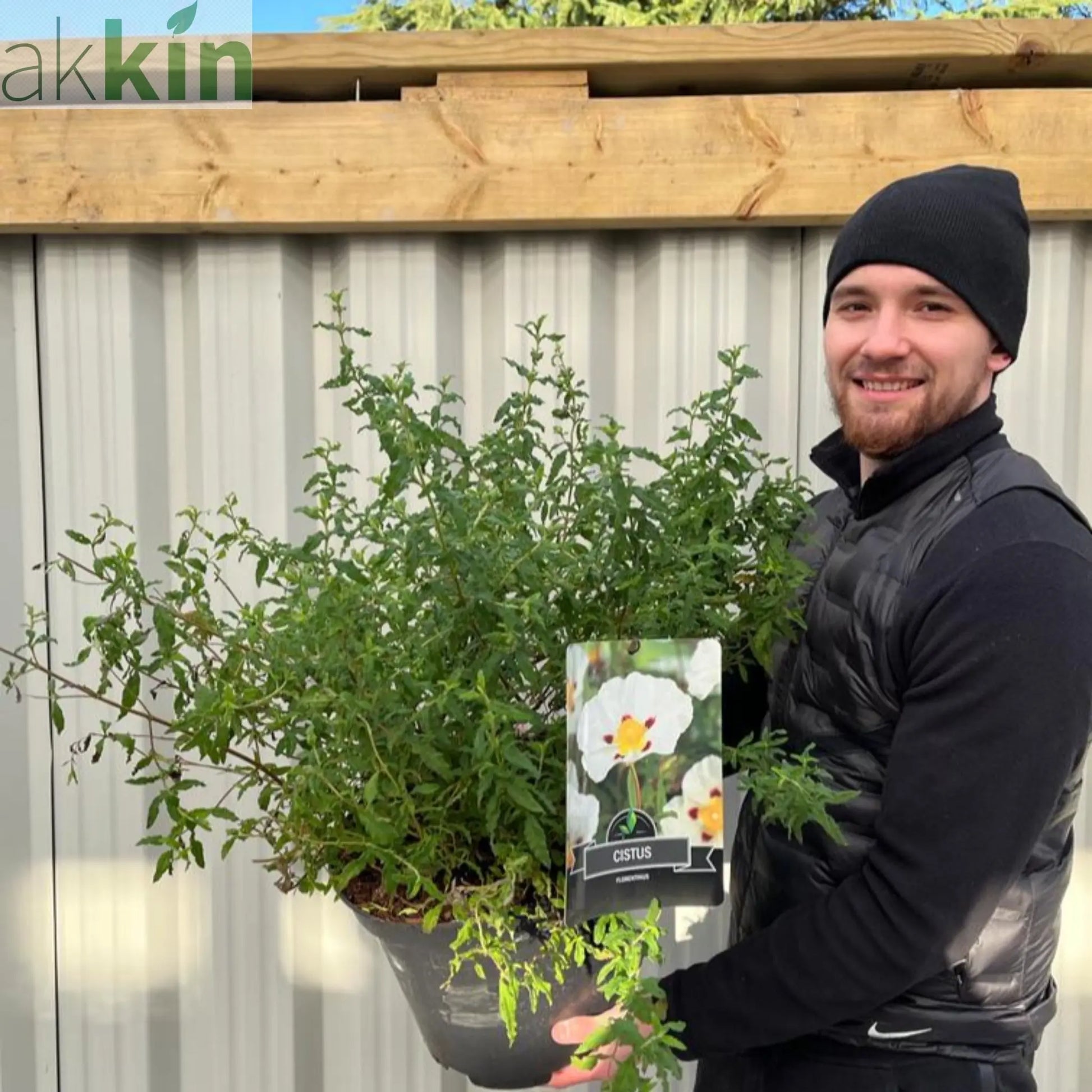 Cistus x Florentinus Rock Rose 10L One Click Plants